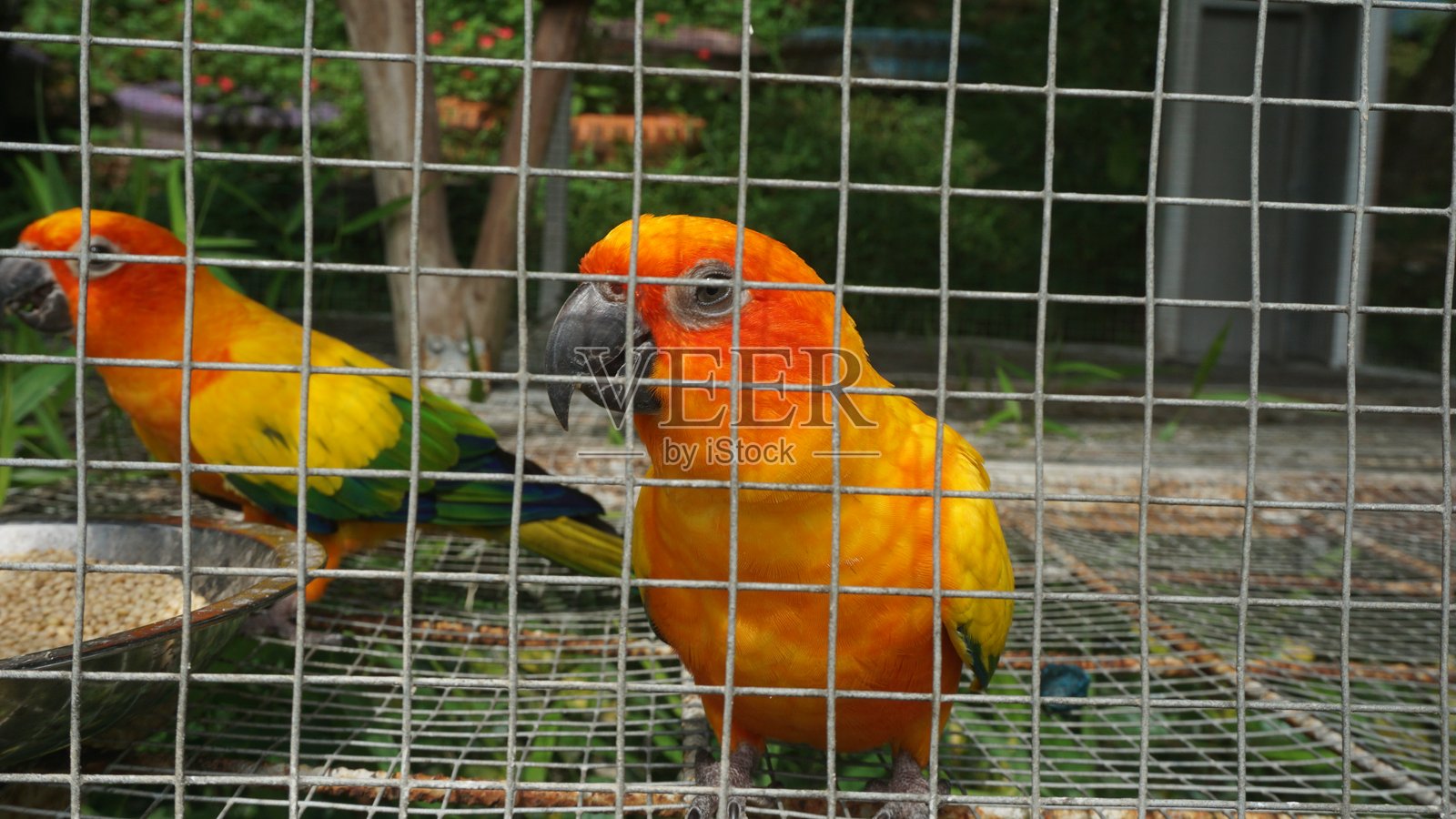 鸟笼里的爱情鸟照片摄影图片
