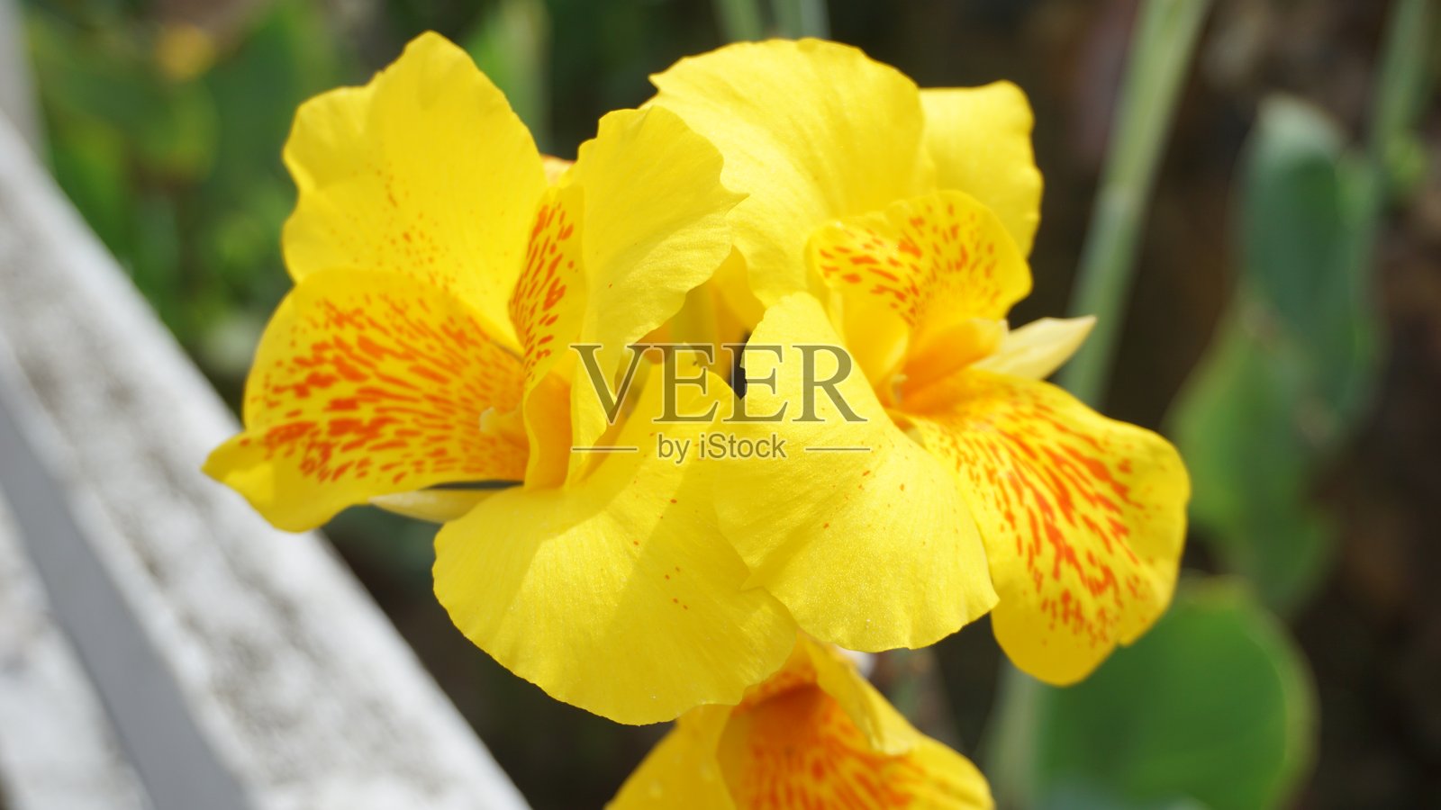 城市公园中盛开的黄色花朵照片摄影图片