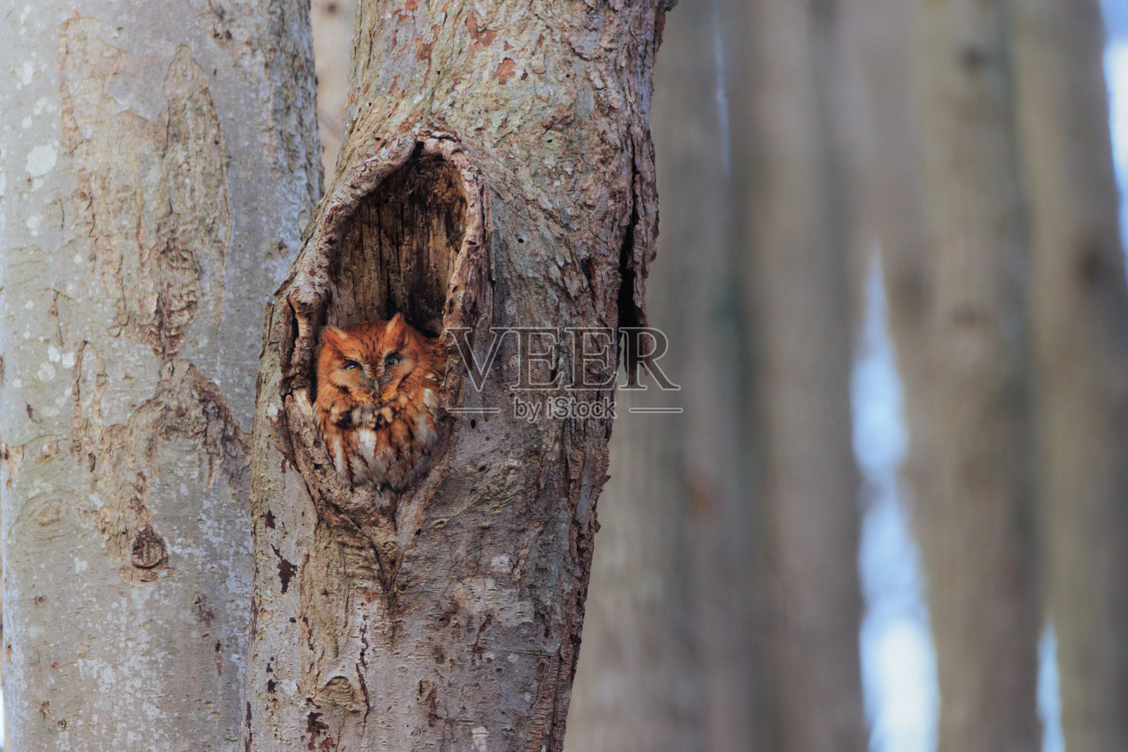尖耳鸮醒来照片摄影图片