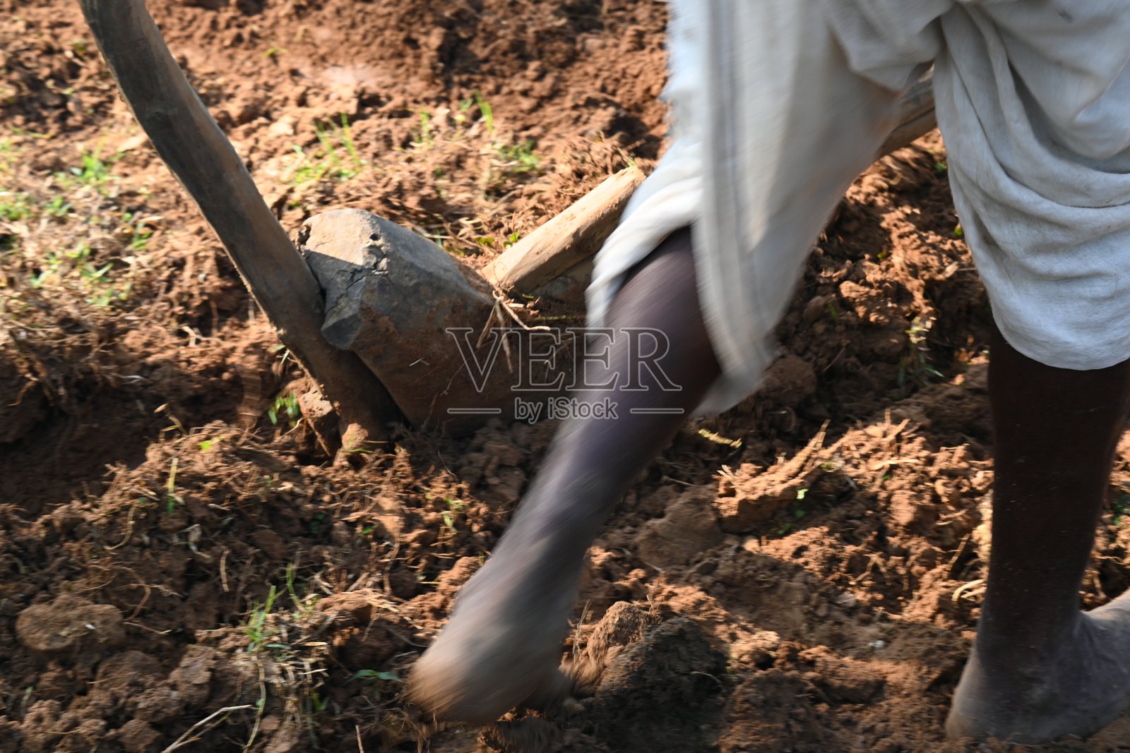 农民在田地里用木犁耕作。照片摄影图片