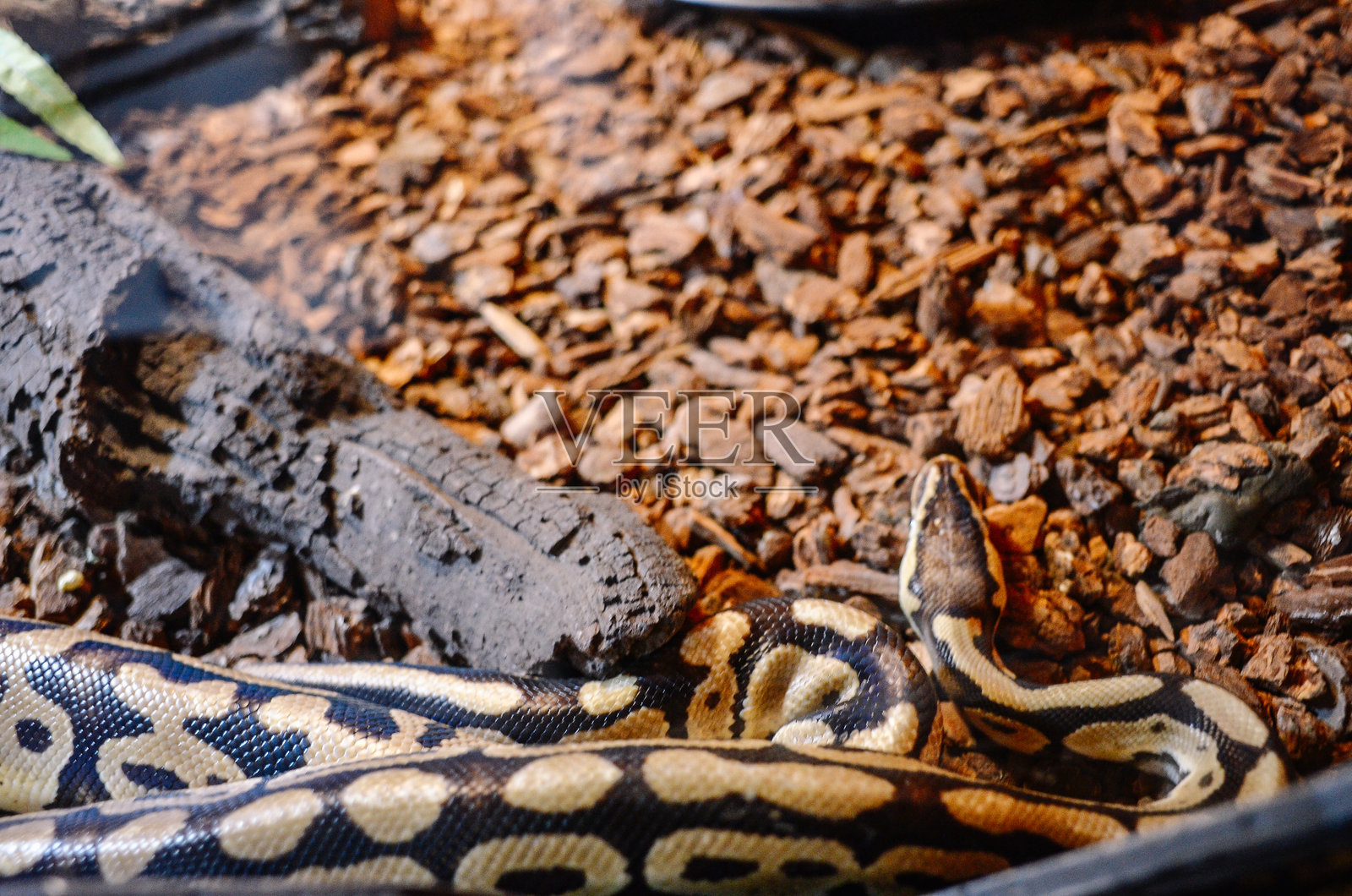 水下自然照片摄影图片