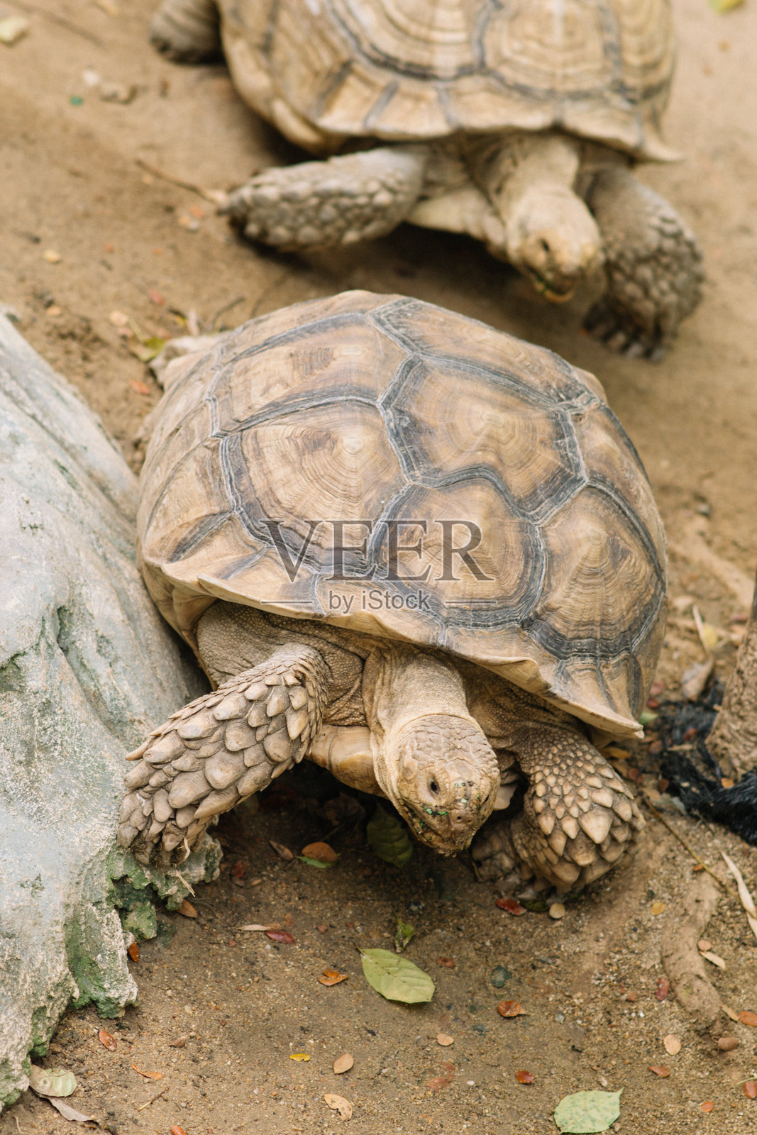老海龟照片摄影图片