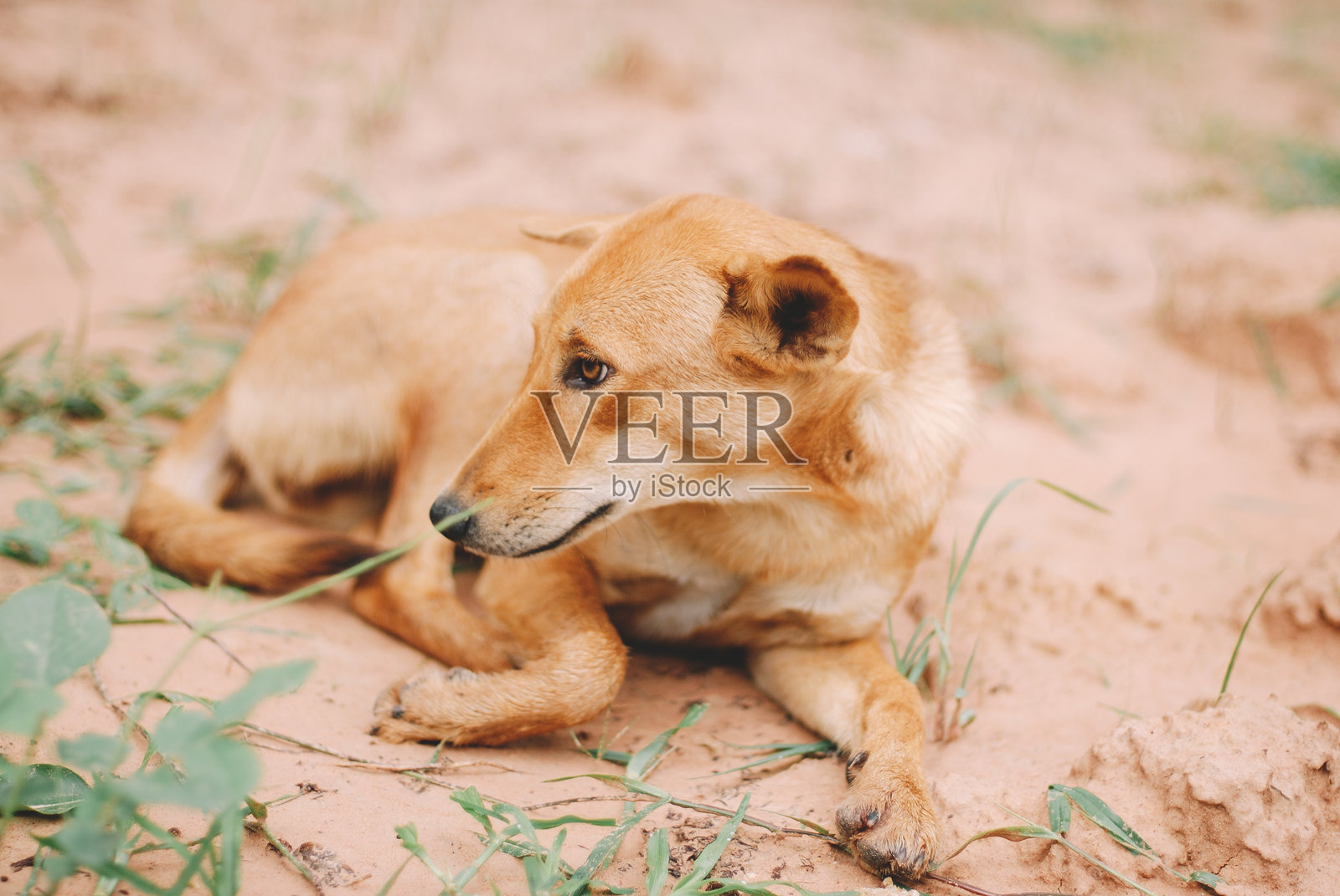 可爱的泰国狗照片摄影图片