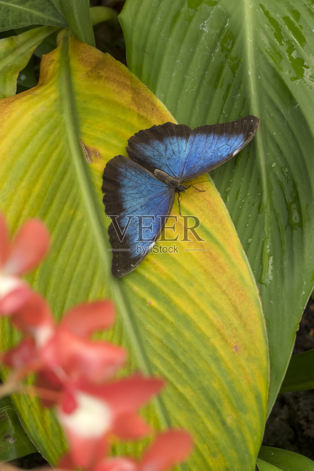 热带植物中的蓝色摩尔福蝴蝶照片摄影图片