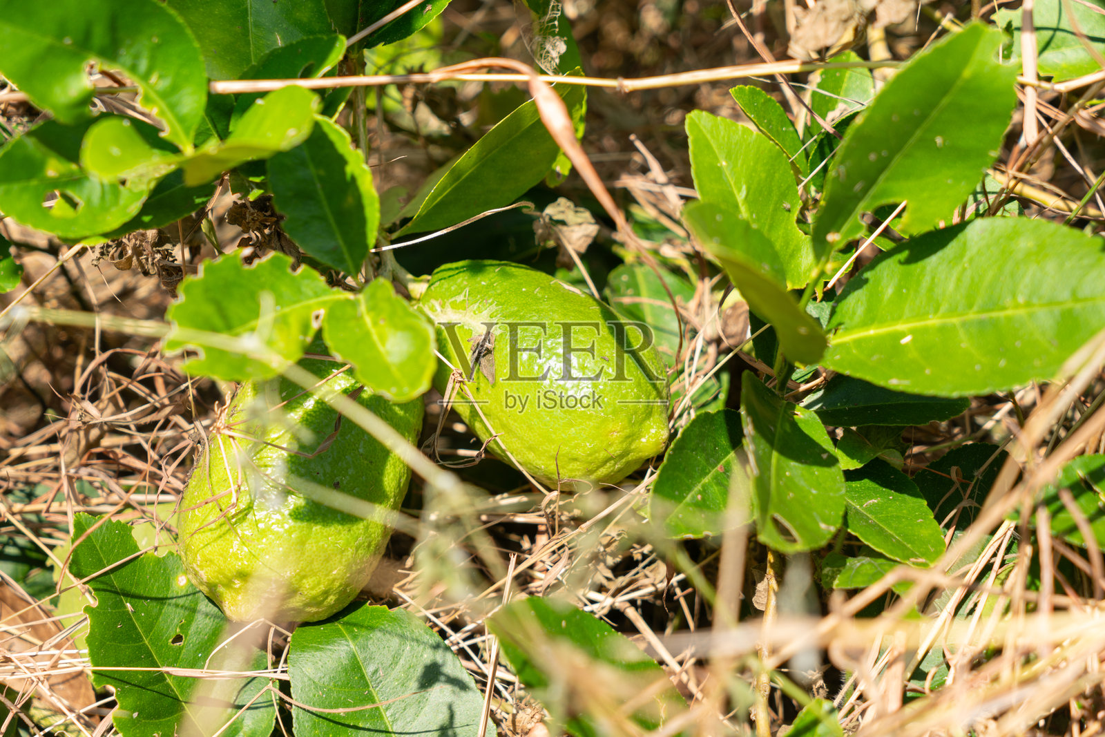 年轻的柠檬果实照片摄影图片