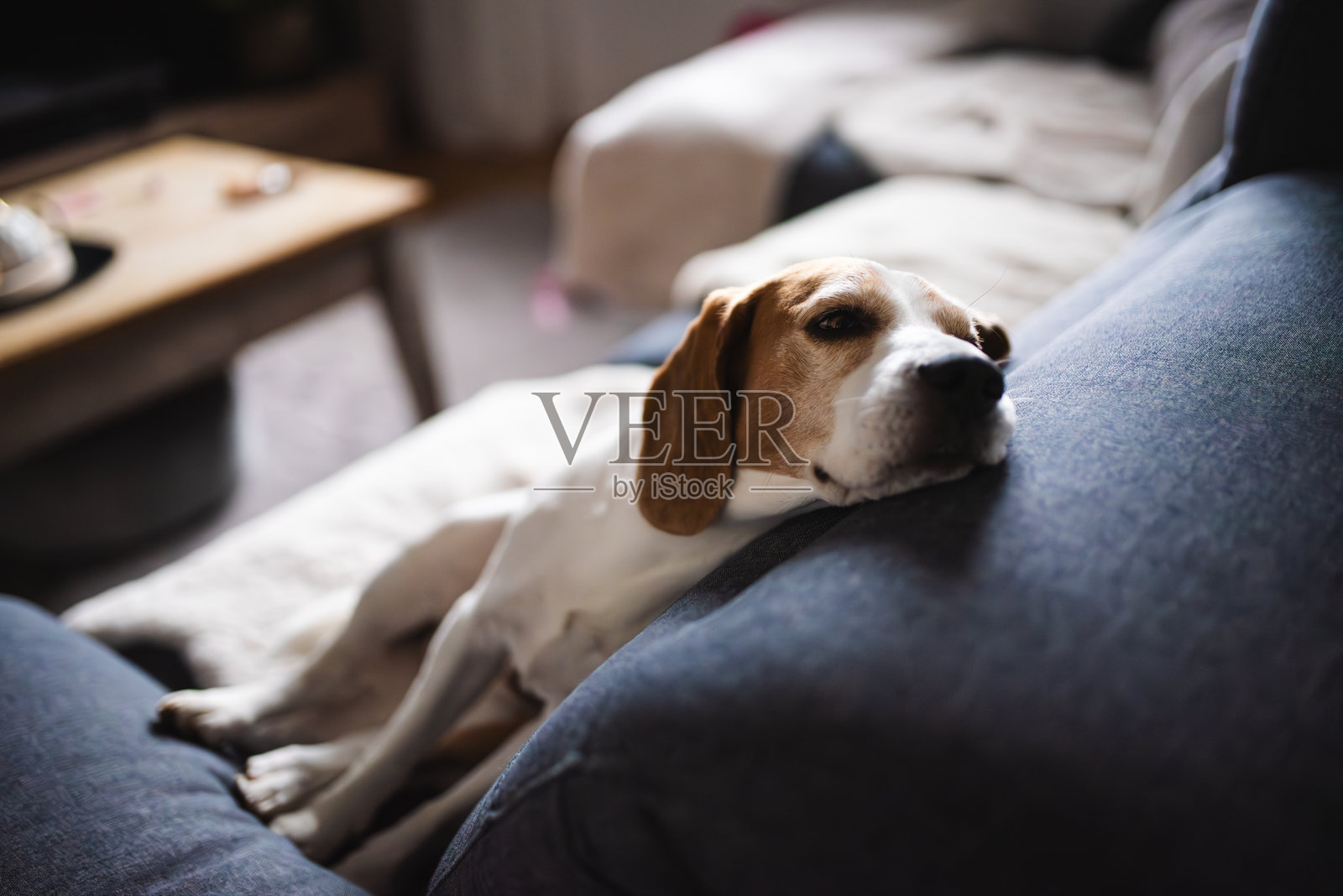 可爱的比格犬坐在沙发上照片摄影图片