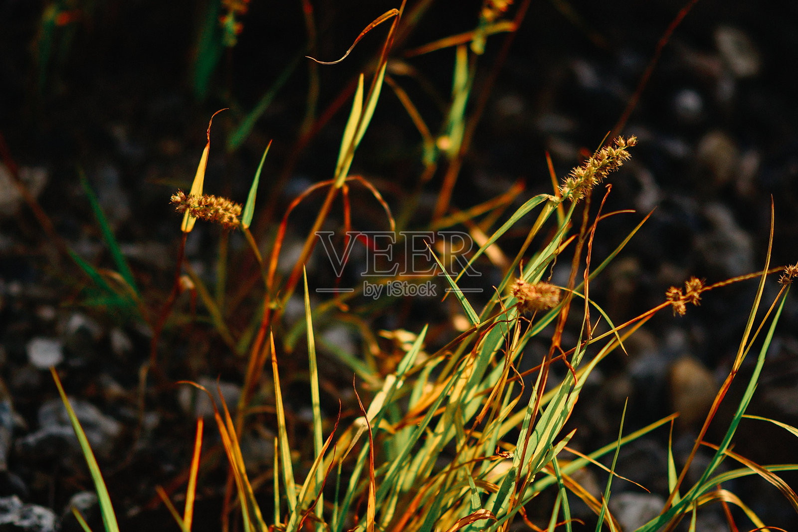 大城市中的自然照片摄影图片