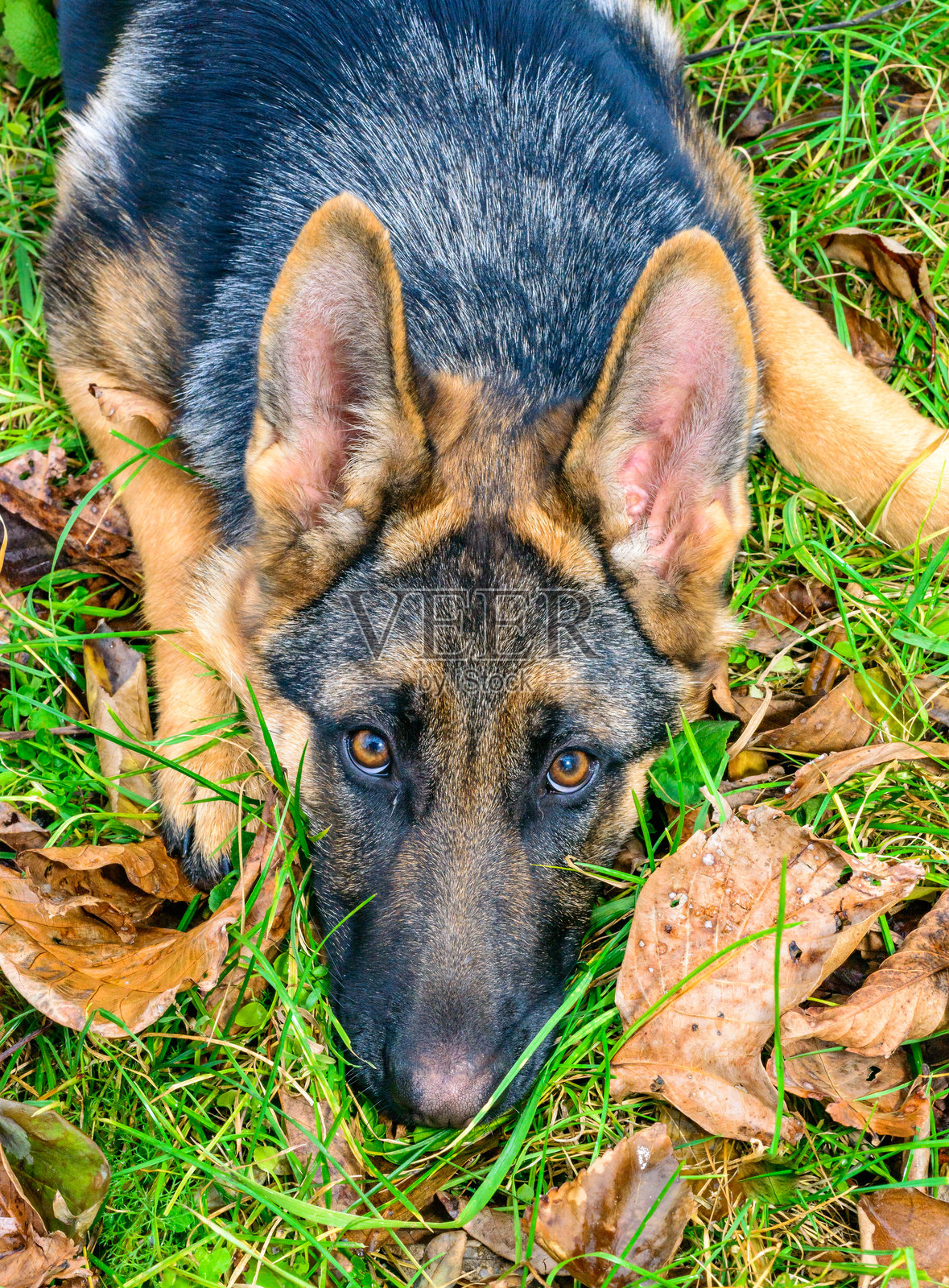 年轻的东欧牧羊犬专注地看着并倾听主人。照片摄影图片