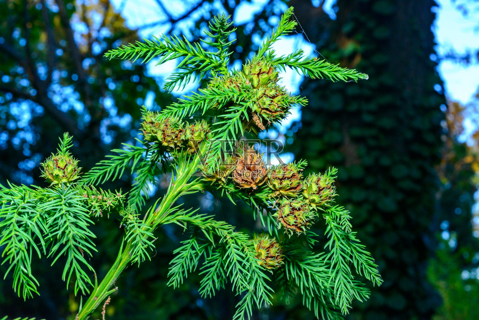 日本杉 - Cryptomeria japonica，带有种子的圆锥体和绿色刺叶的树枝照片摄影图片