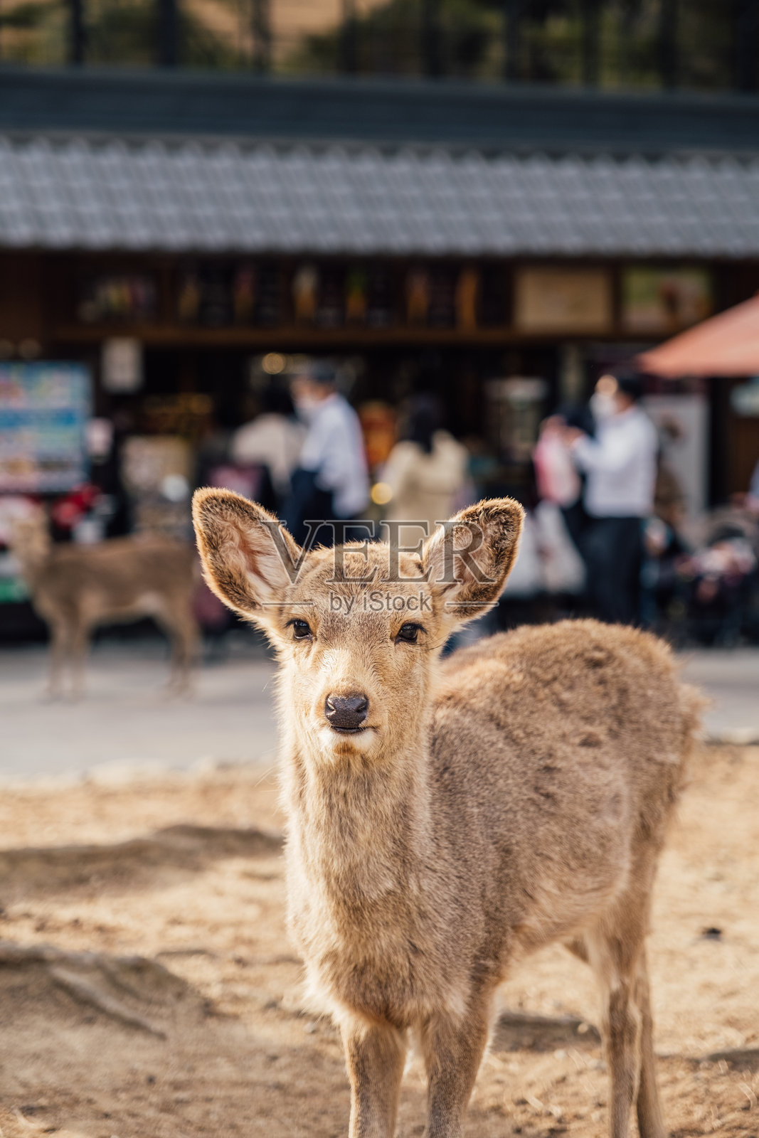 日本奈良市著名的野生鹿照片摄影图片