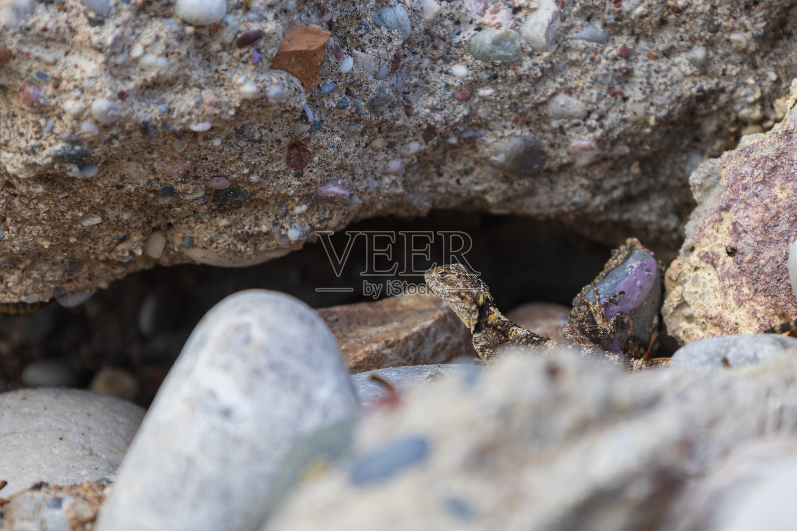 沙滩上的小蜥蜴与石头相伴照片摄影图片