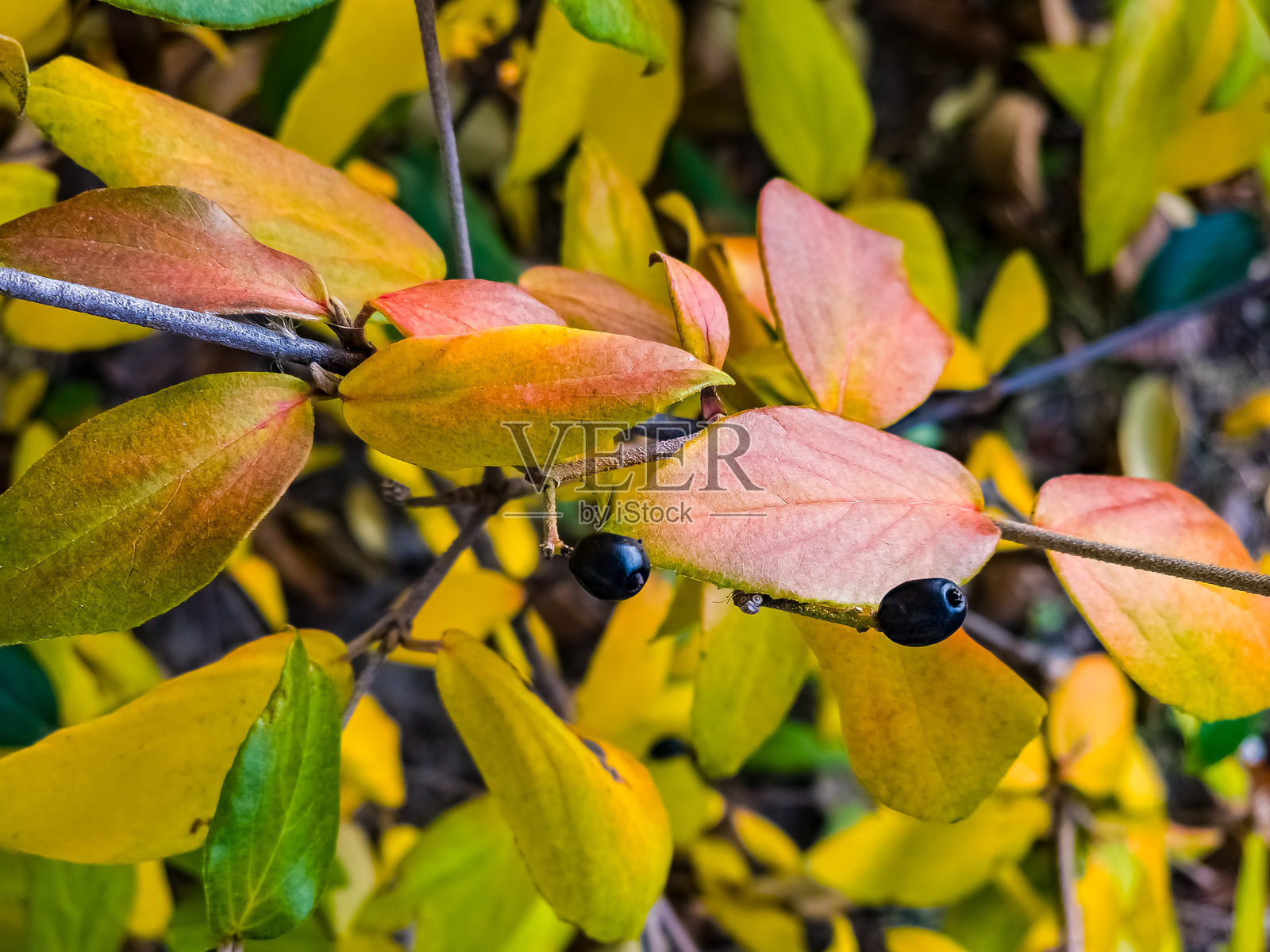 十二月秋季的皱叶荚蒾特写镜头。照片摄影图片