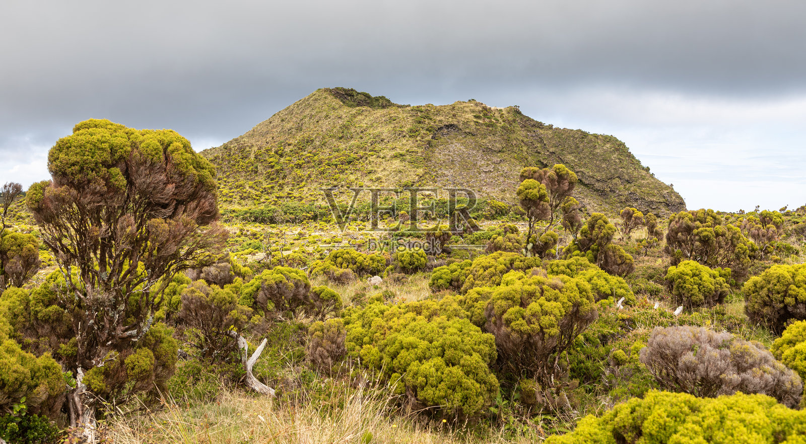 在亚速尔群岛皮库岛中央高地的Caminhos dos Burros徒步小径上，背景是神秘山脉的火山杉树林。照片摄影图片