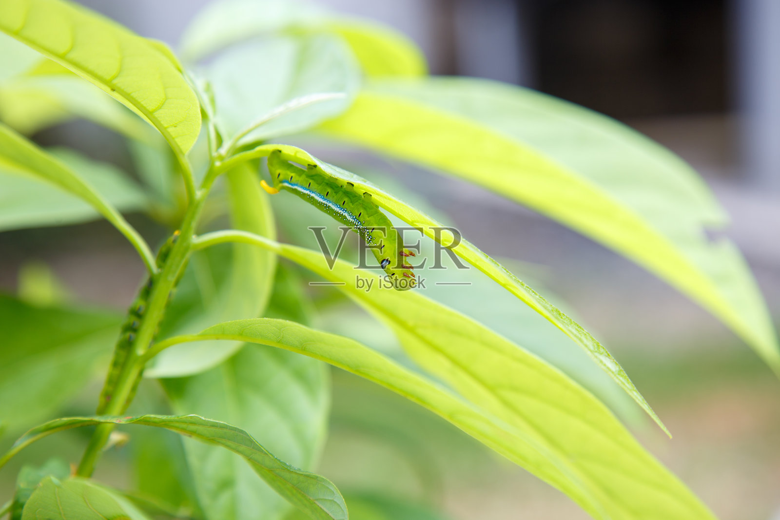 绿色毛毛虫在进食照片摄影图片