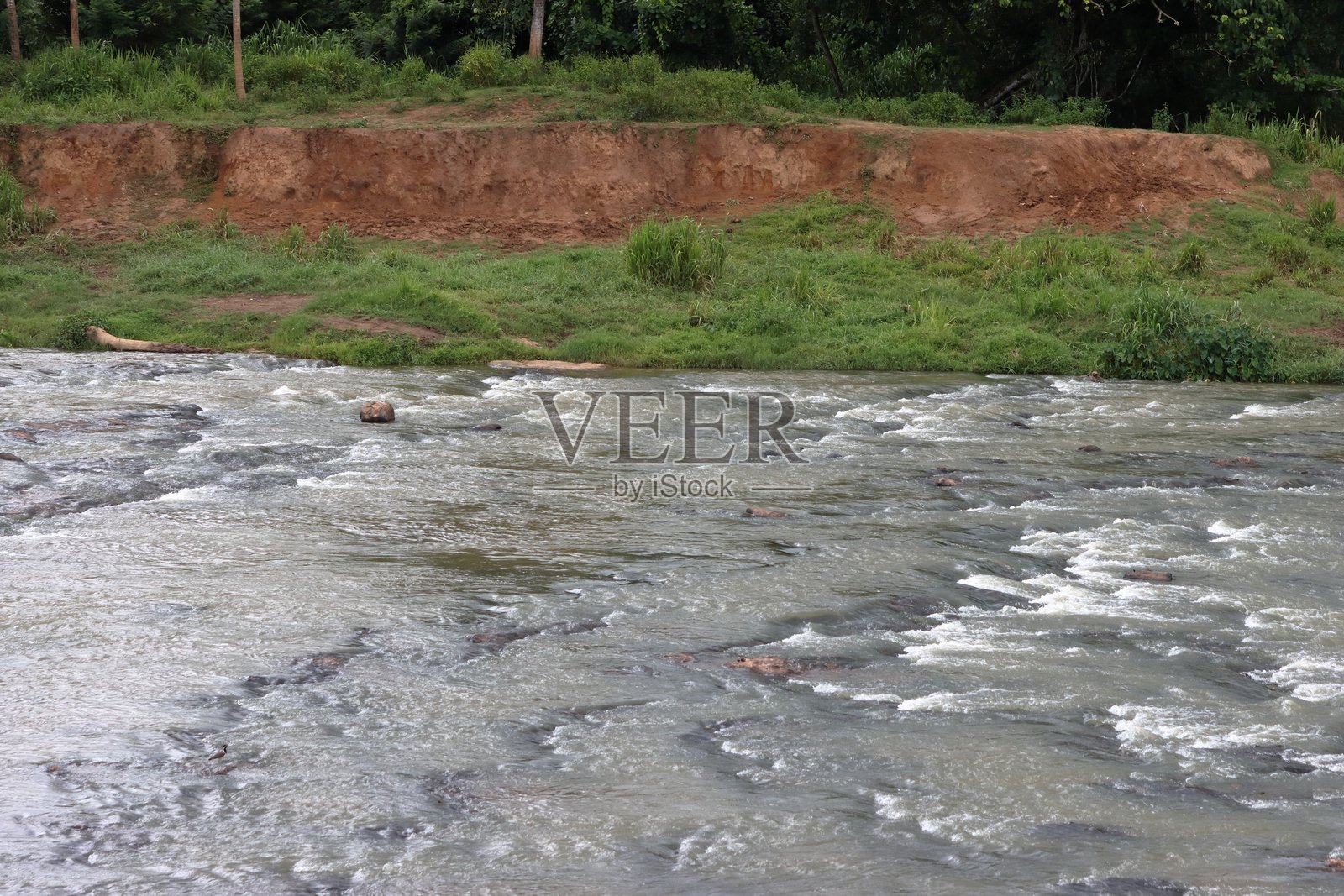 森林中的河流照片摄影图片
