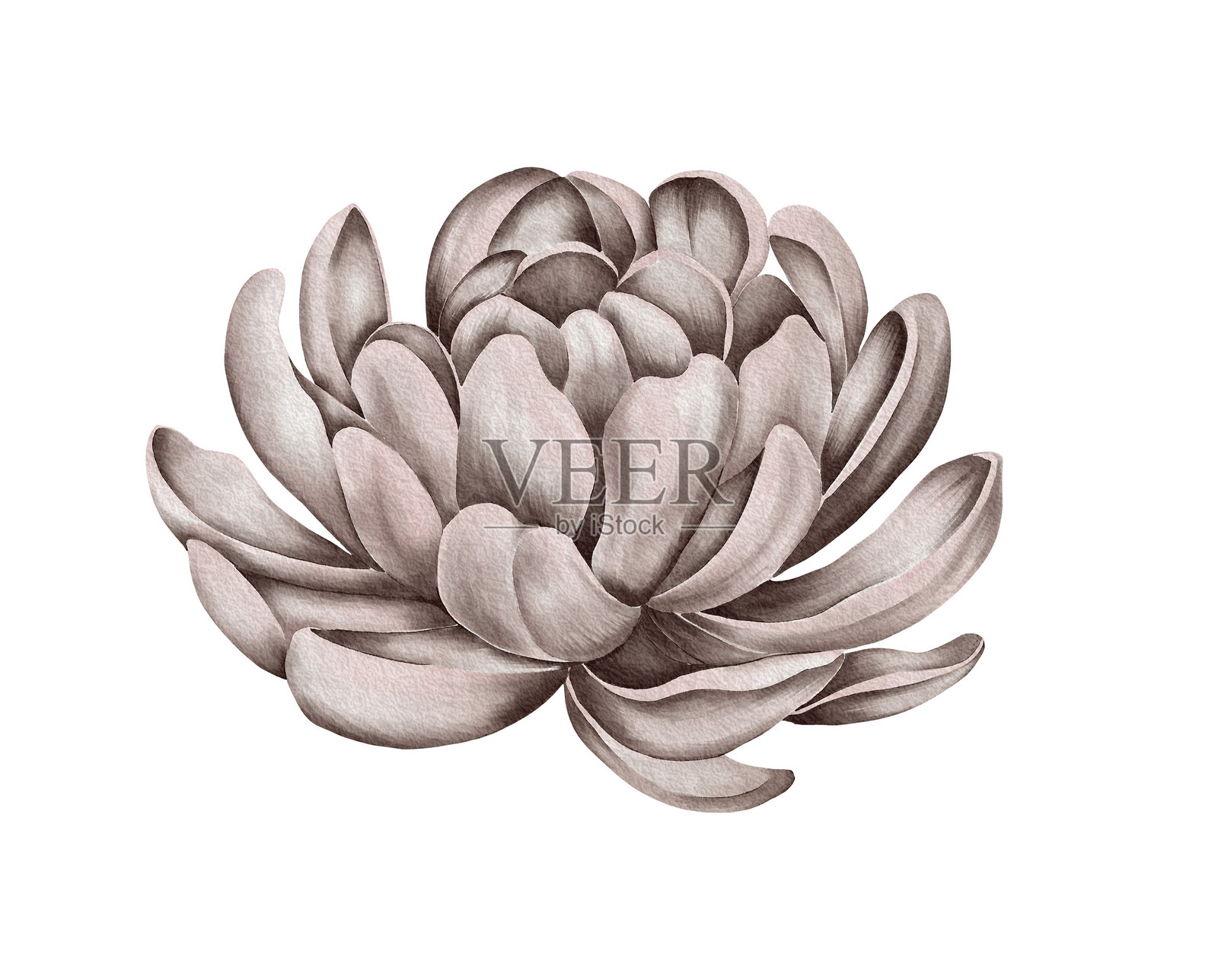 水彩冬季花卉设计。婚礼花卉设计元素套装插画图片素材