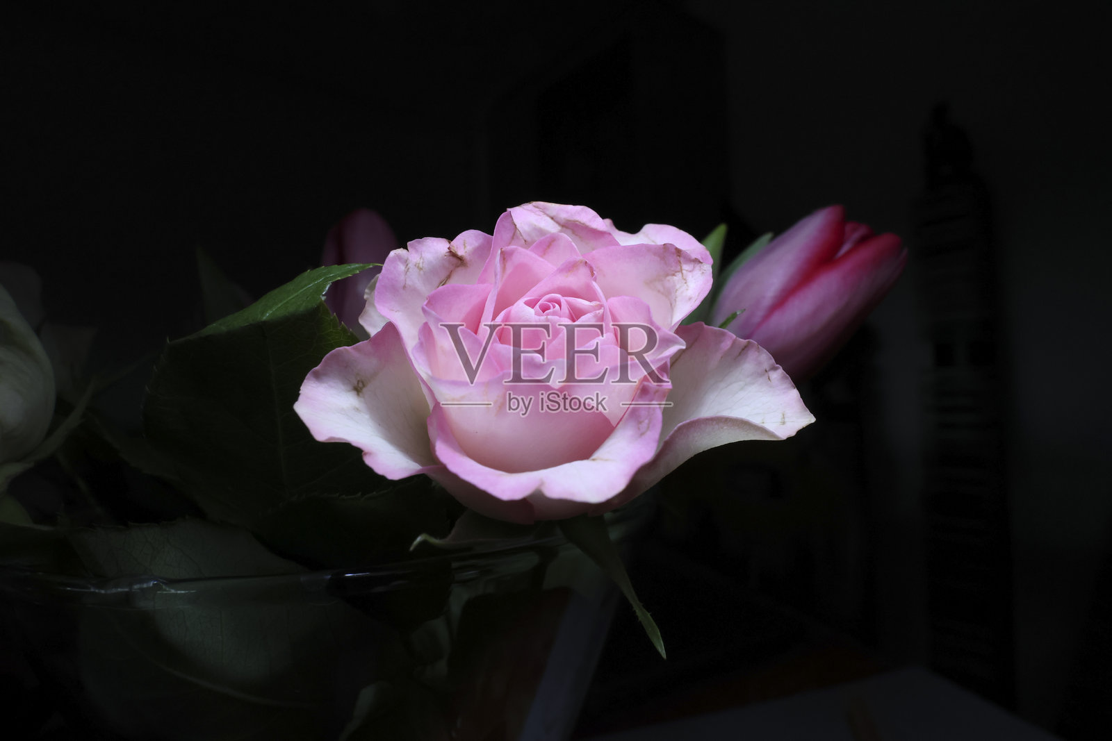 粉色玫瑰的静物摄影，黑色背景，留有文字空间照片摄影图片