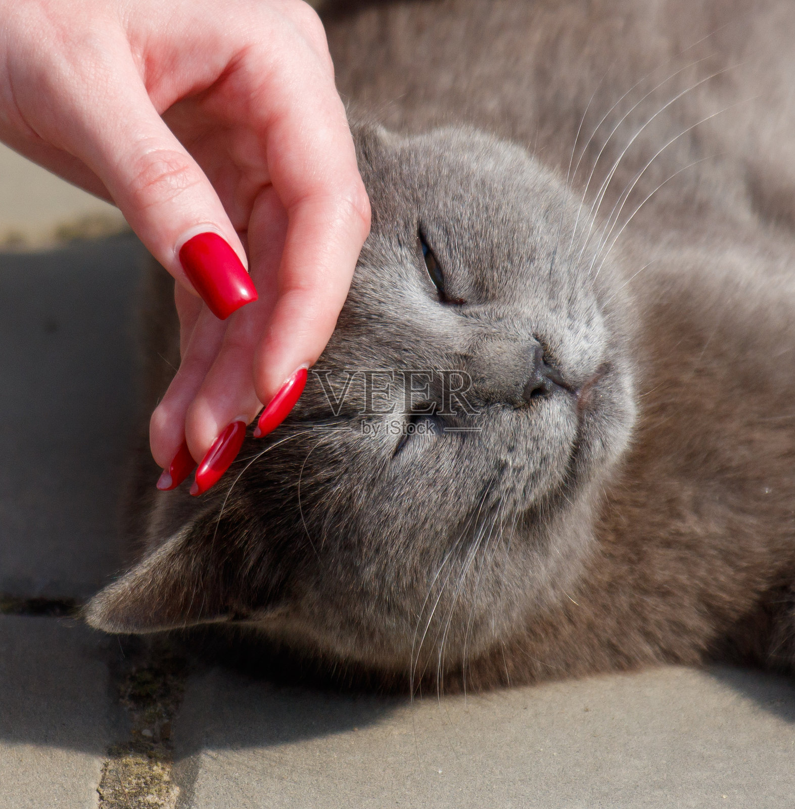 一只灰色的猫在地板上睡觉，旁边有一个人的手放在它身上。照片摄影图片