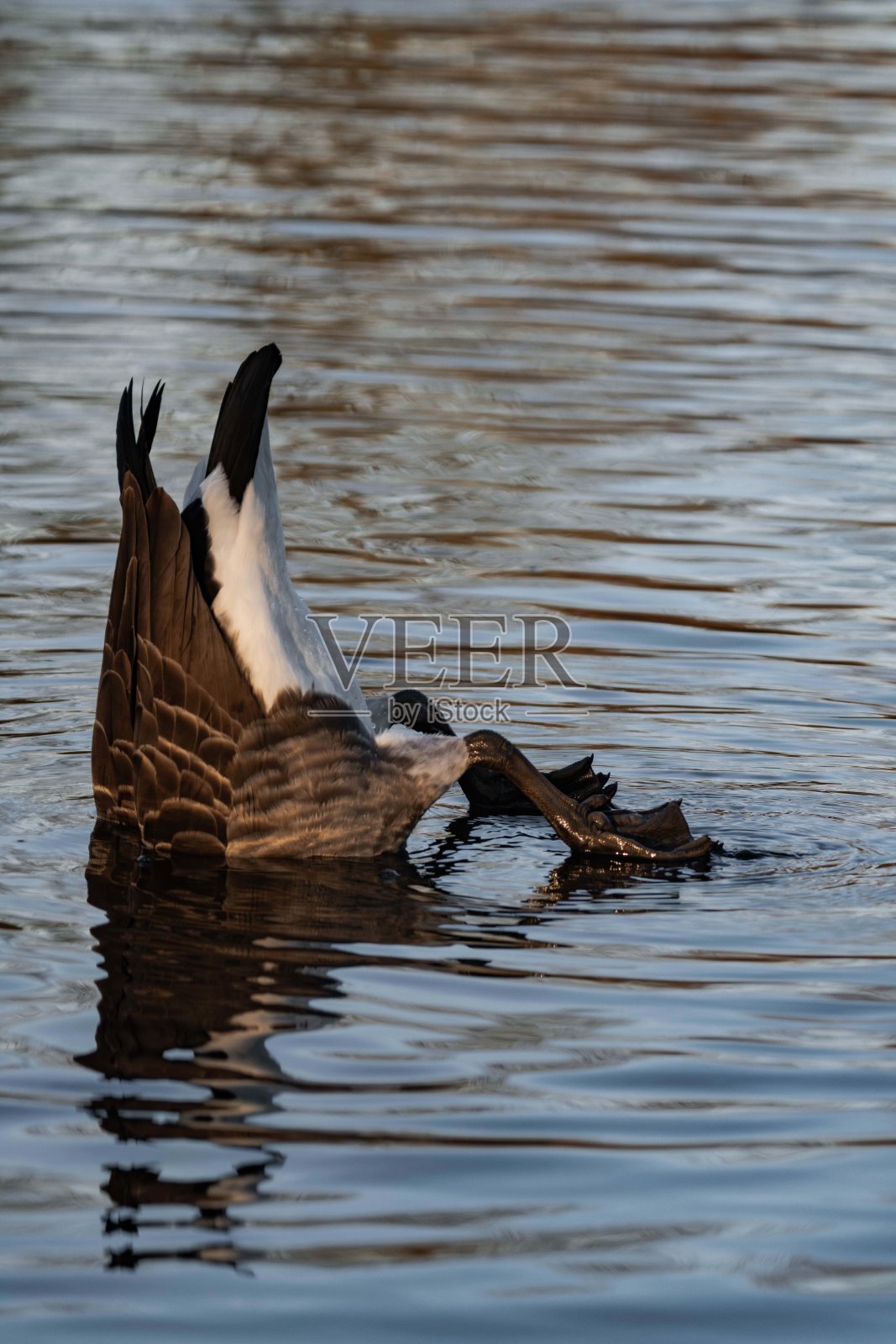 加拿大鹅在湖中潜水觅食照片摄影图片