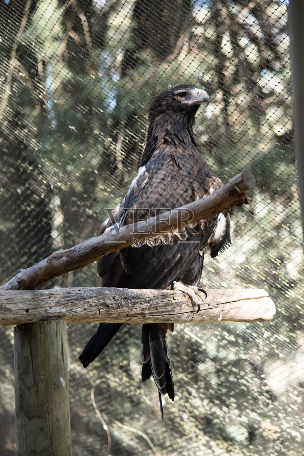 wedge-tailed eagle栖息在树枝上照片摄影图片