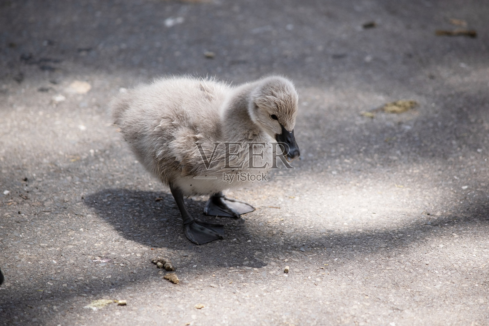小天鹅是天鹅的幼崽。照片摄影图片