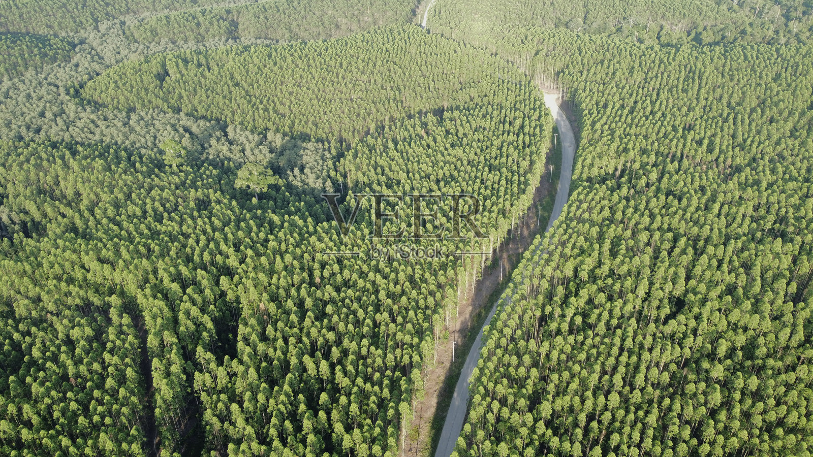 印度尼西亚的刺槐种植园鸟瞰图照片摄影图片