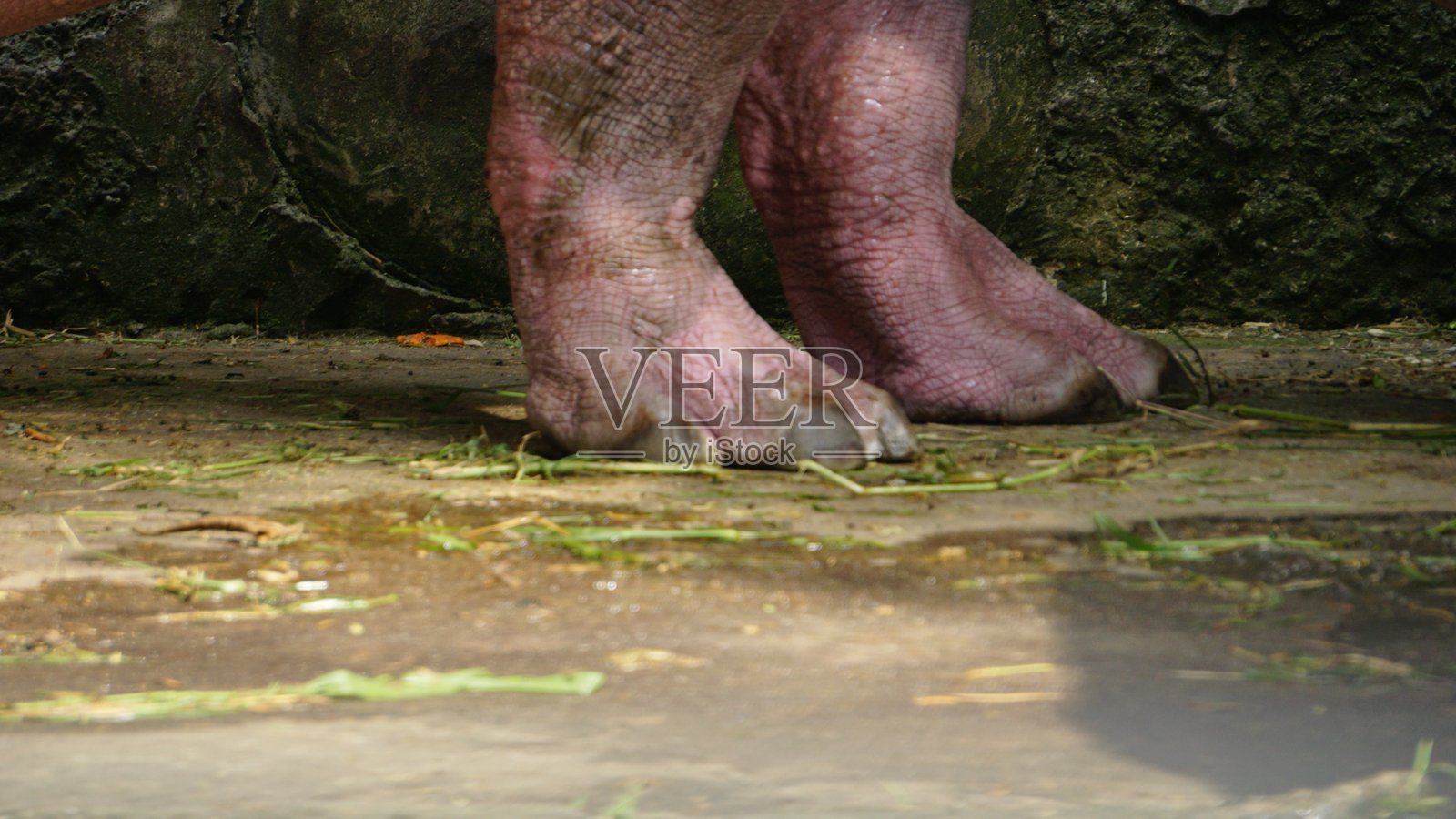 河马在它的围栏里照片摄影图片