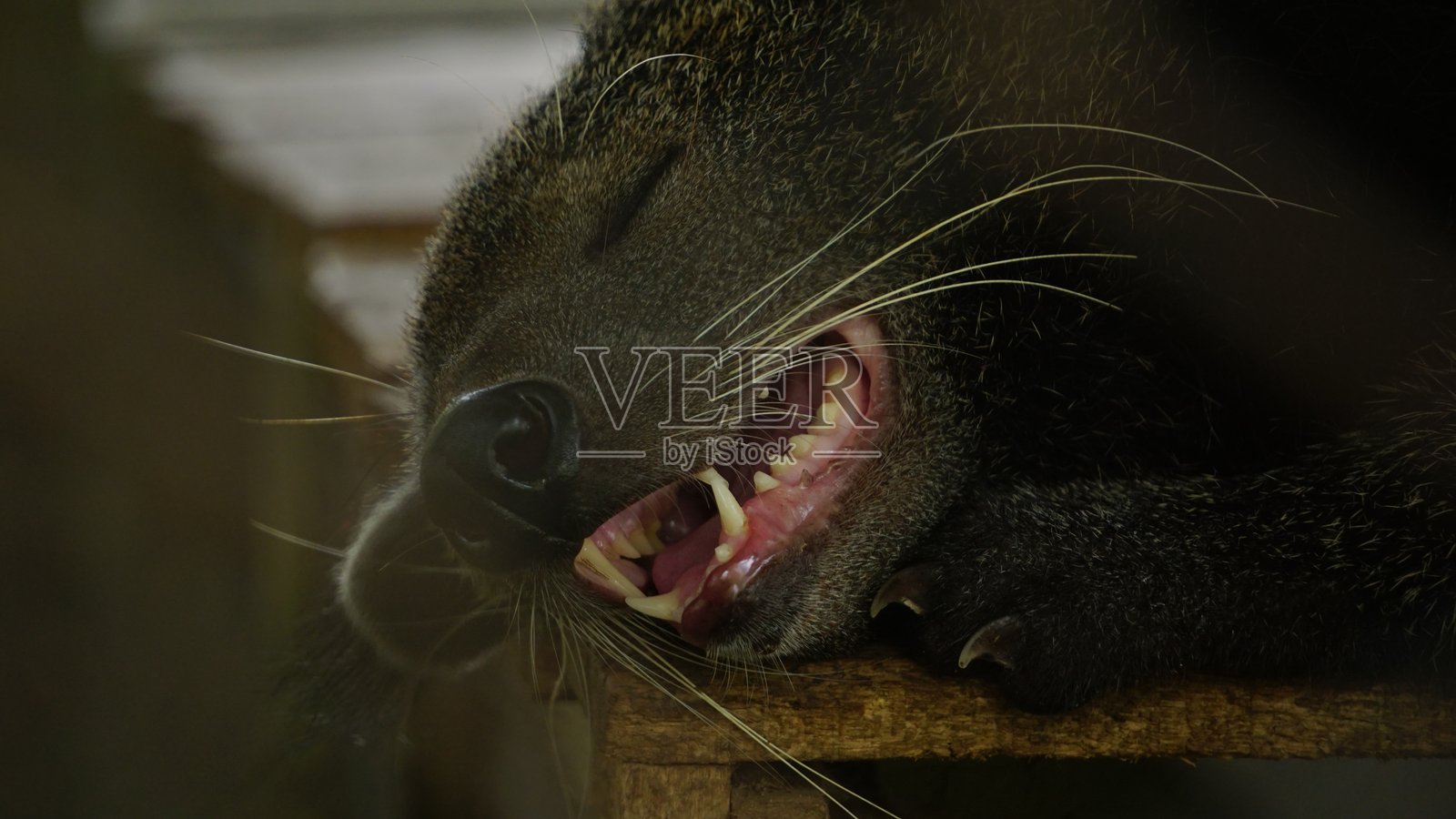 动物园里睡觉的果子狸照片摄影图片