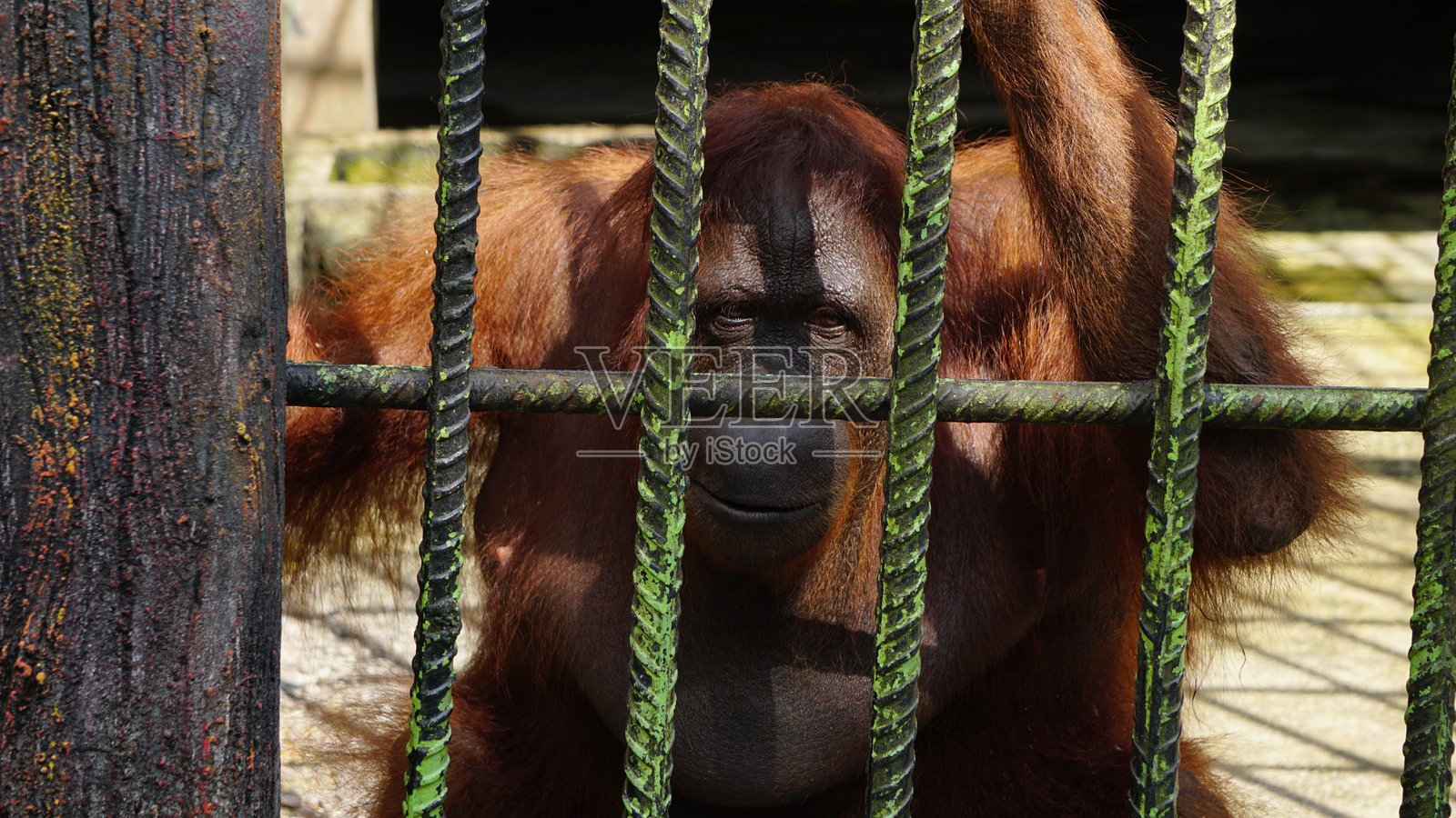 动物园内的猩猩照片摄影图片