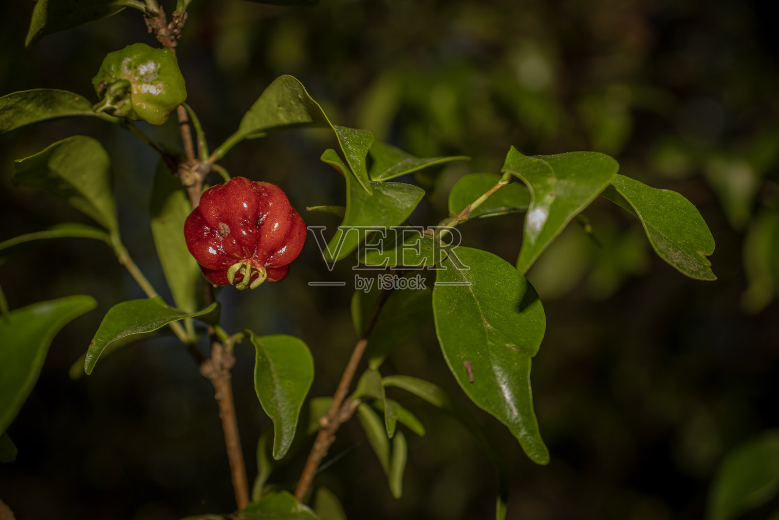 巴西樱桃树的果实，常见名称为皮唐果，学名为Eugenia uniflora。照片摄影图片