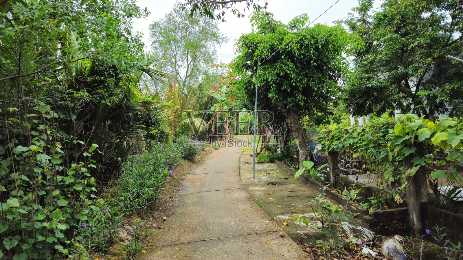 越南湄公河三角洲乡村的狭窄村庄街道，清晨时分。照片摄影图片