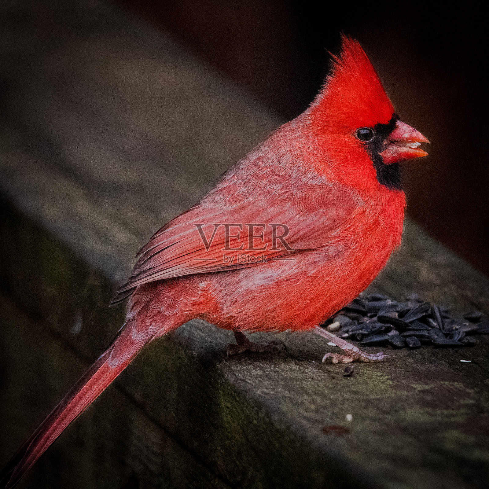 红雀在吃向日葵种子照片摄影图片