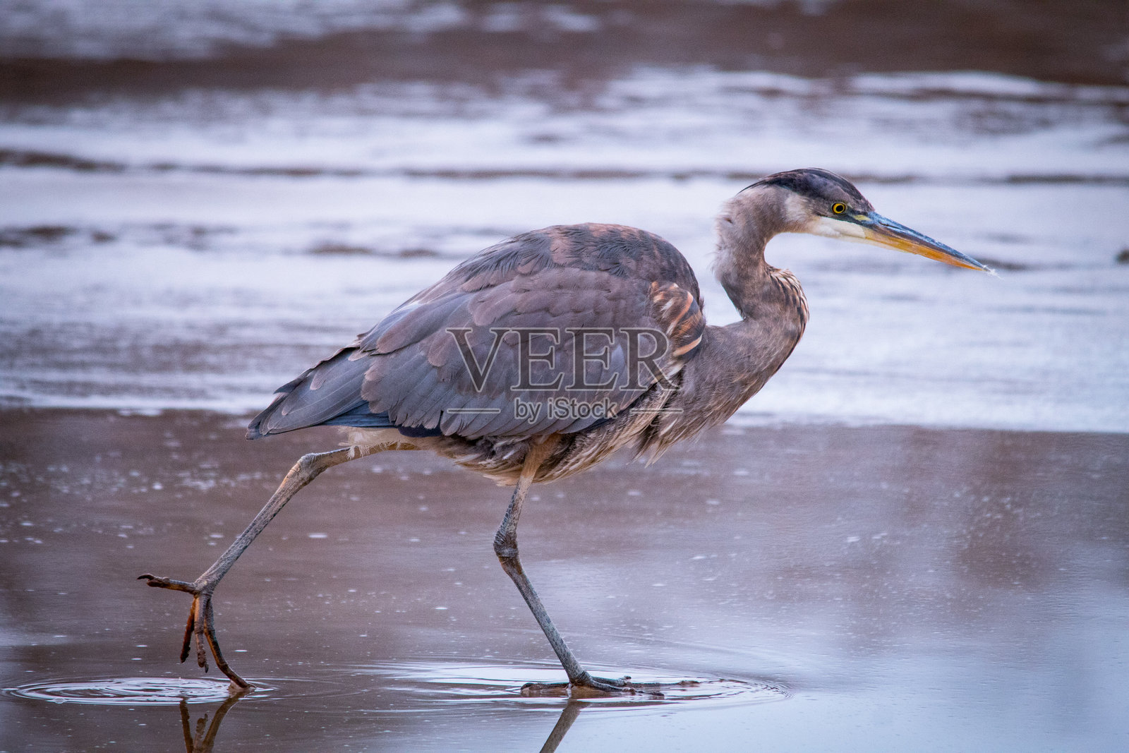 大蓝鹭，正在捕猎鱼类。照片摄影图片