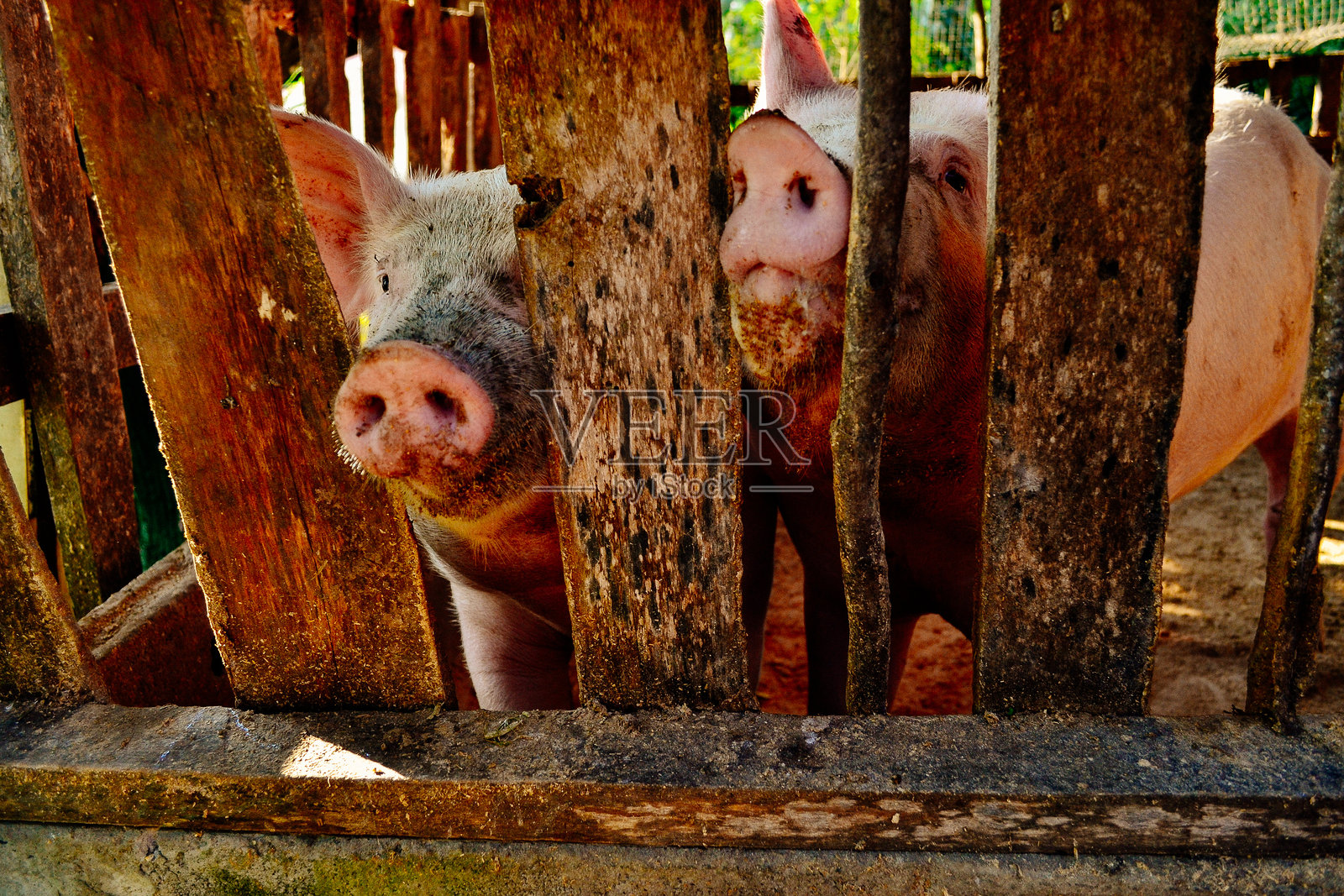 贫穷的农场猪照片摄影图片