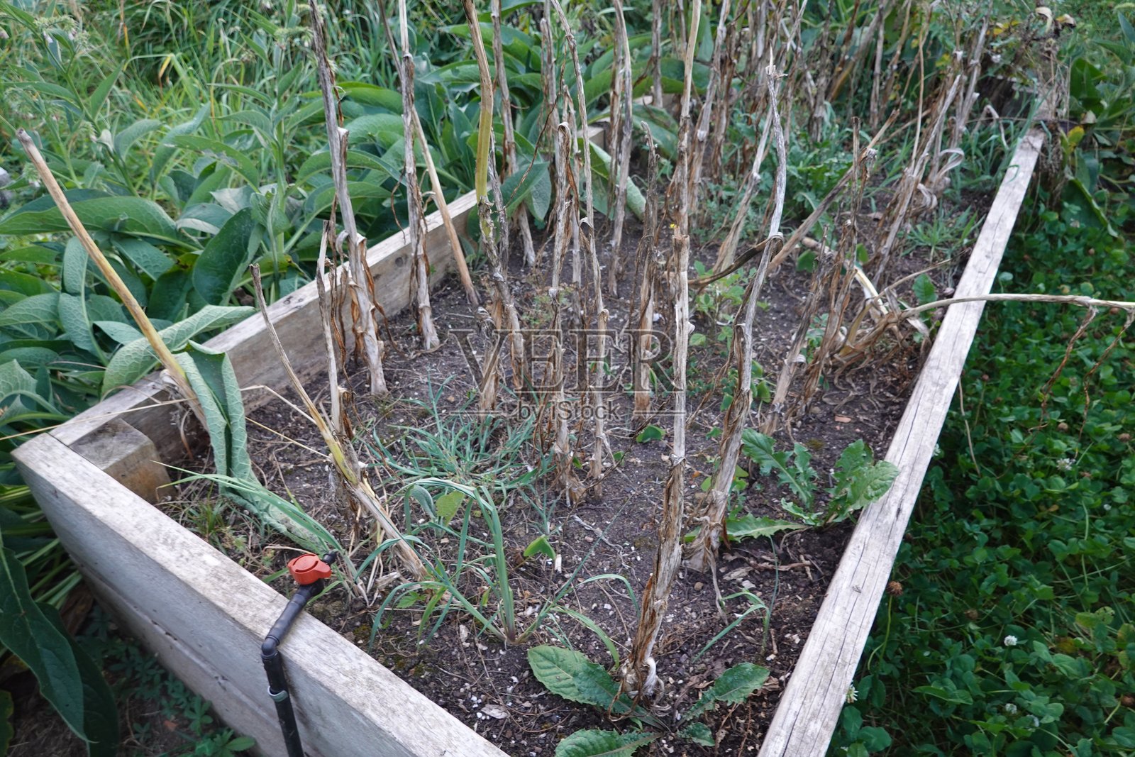 干燥的大蒜植物在高架花园床中照片摄影图片