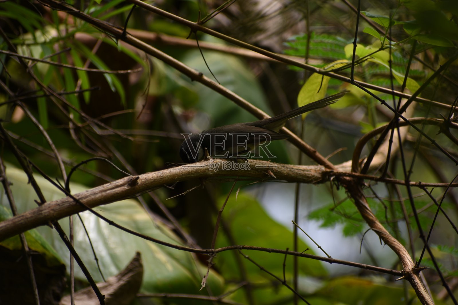 扇尾鸟是属于扇尾鸟科（Rhipiduridae）中扇尾鸟属（Rhipidura）的小型食虫鸣禽，原产于澳大利亚、新西兰、东南亚和印度次大陆。大多数物种的体长约为15到18厘米。照片摄影图片