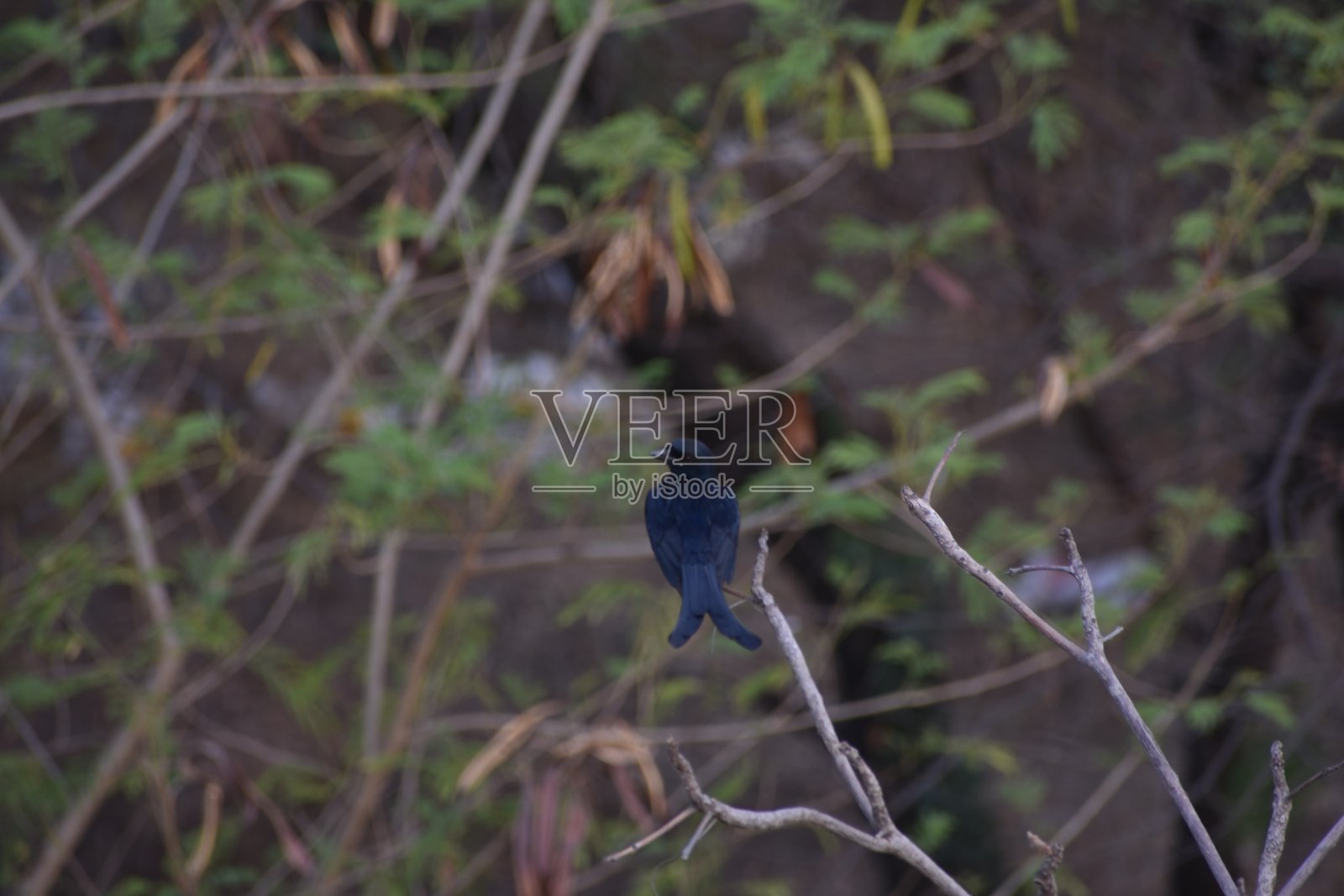 亚洲布谷鸟是布谷鸟科的一员，分布于印度次大陆、中国和东南亚。它与密切相关的黑嘴布谷鸟形成了一个超物种。照片摄影图片