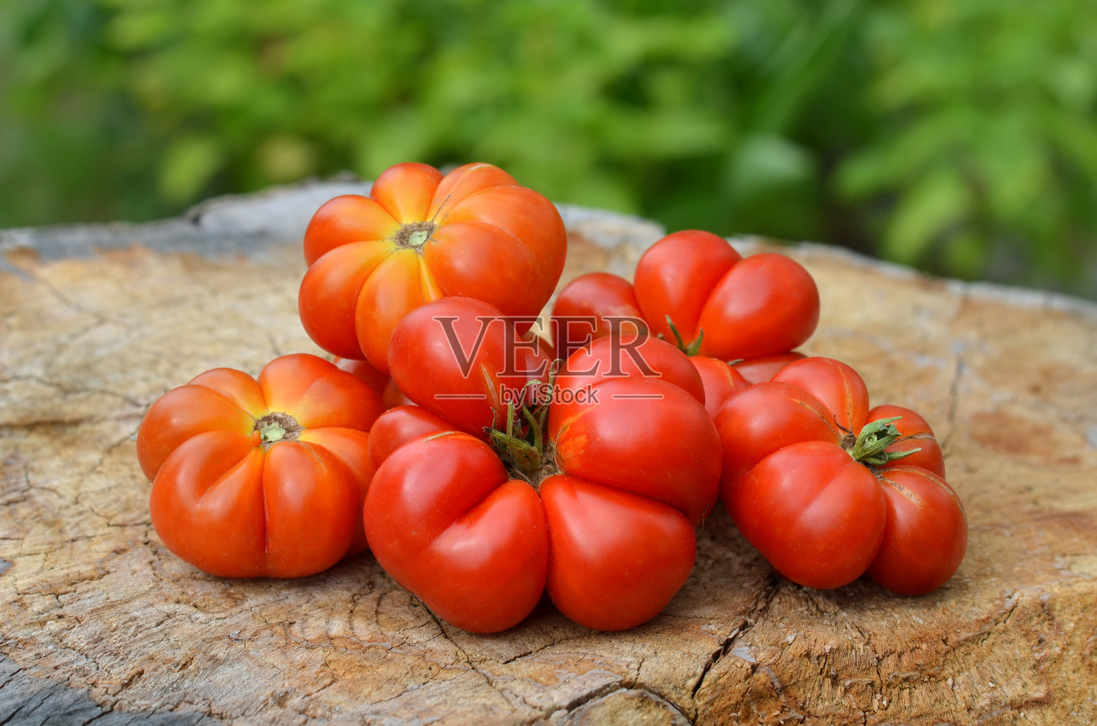 不寻常的番茄品种Reisetomate。成熟的红番茄在一根老树桩上。照片摄影图片