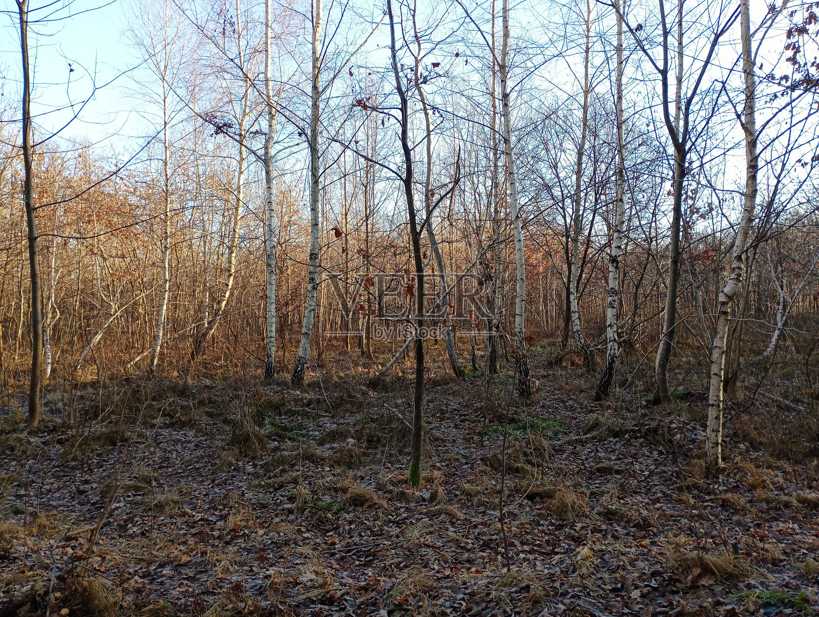 美丽的白桦林景观。即使是年轻的白桦树也在秋季森林中以其细长的白色树干创造出富有节奏感的景观。照片摄影图片