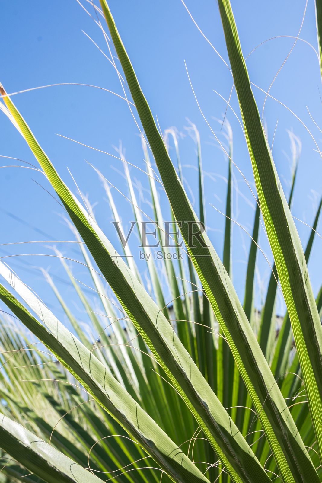 蓝天背景下的棕榈叶特写。照片摄影图片