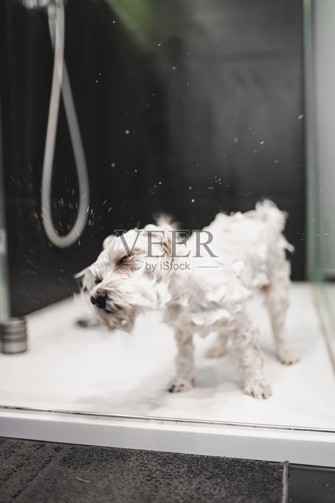 小白狗在淋浴中抖掉水珠照片摄影图片