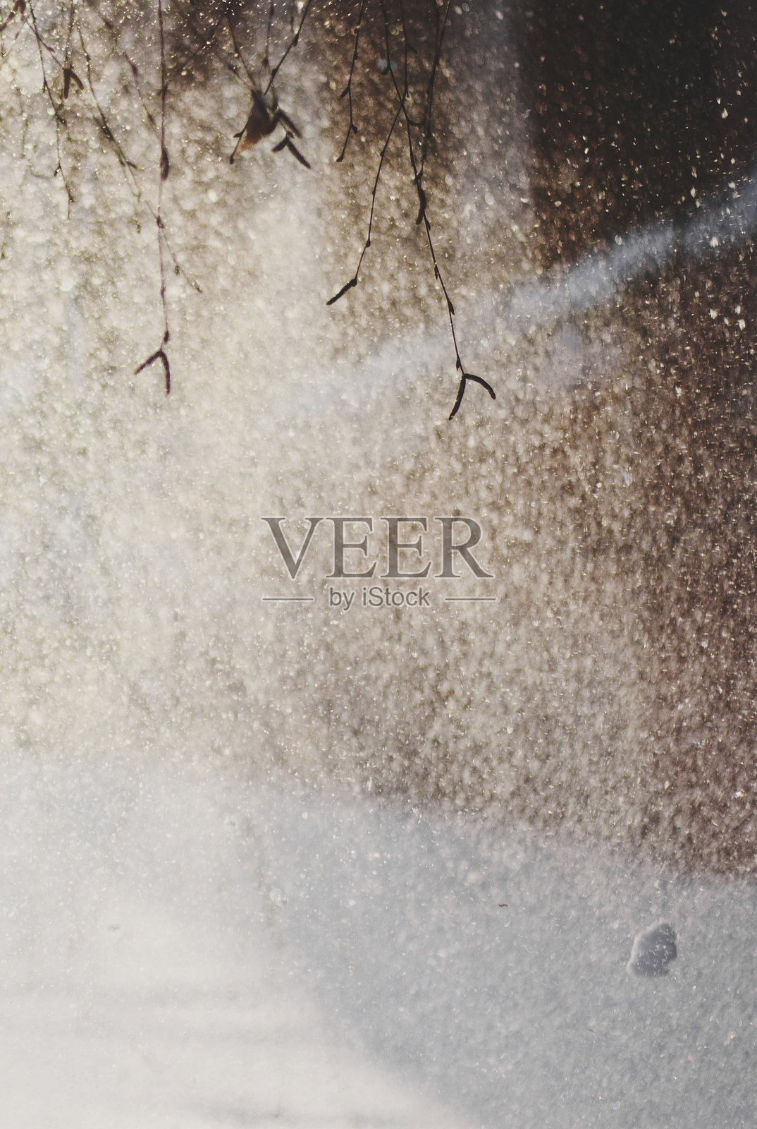 公园里被雪覆盖的树枝照片摄影图片