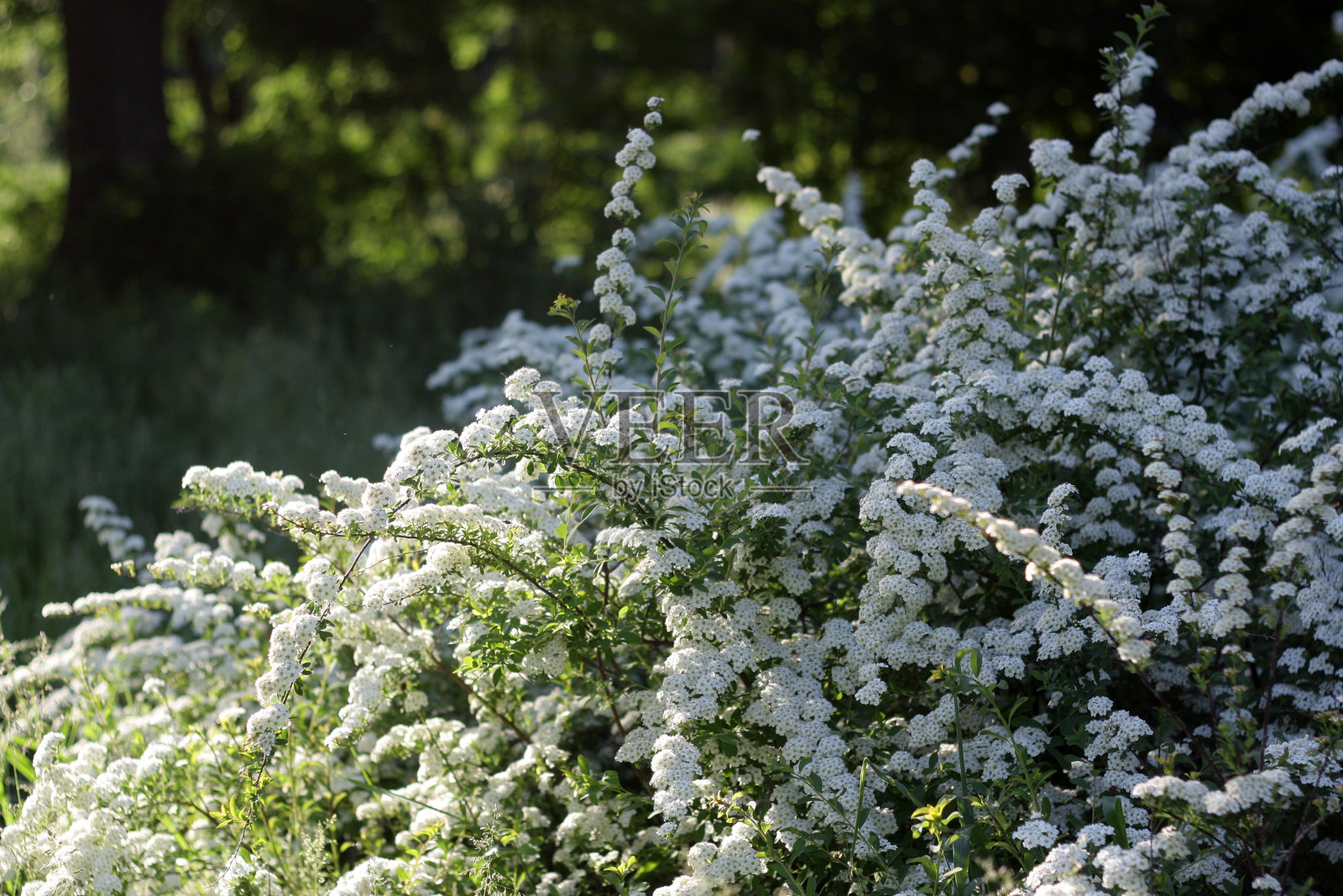 夏季花园中的花朵照片摄影图片