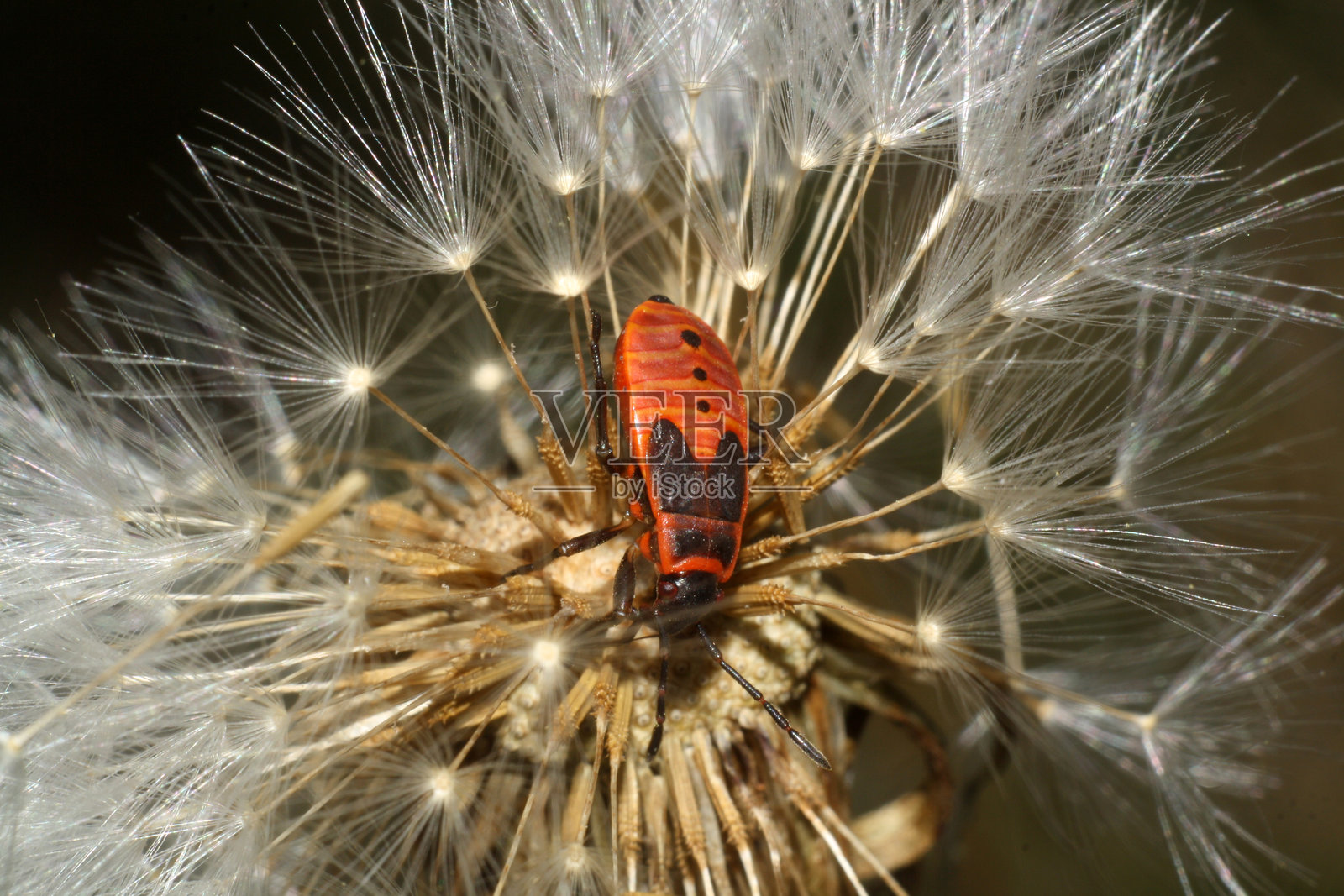 风中的蒲公英花照片摄影图片
