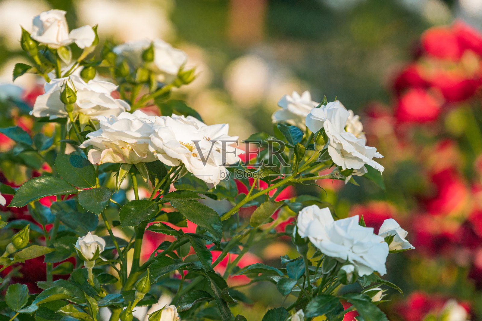 自然环境中红白花朵的特写照片，可能是在户外拍摄的照片摄影图片