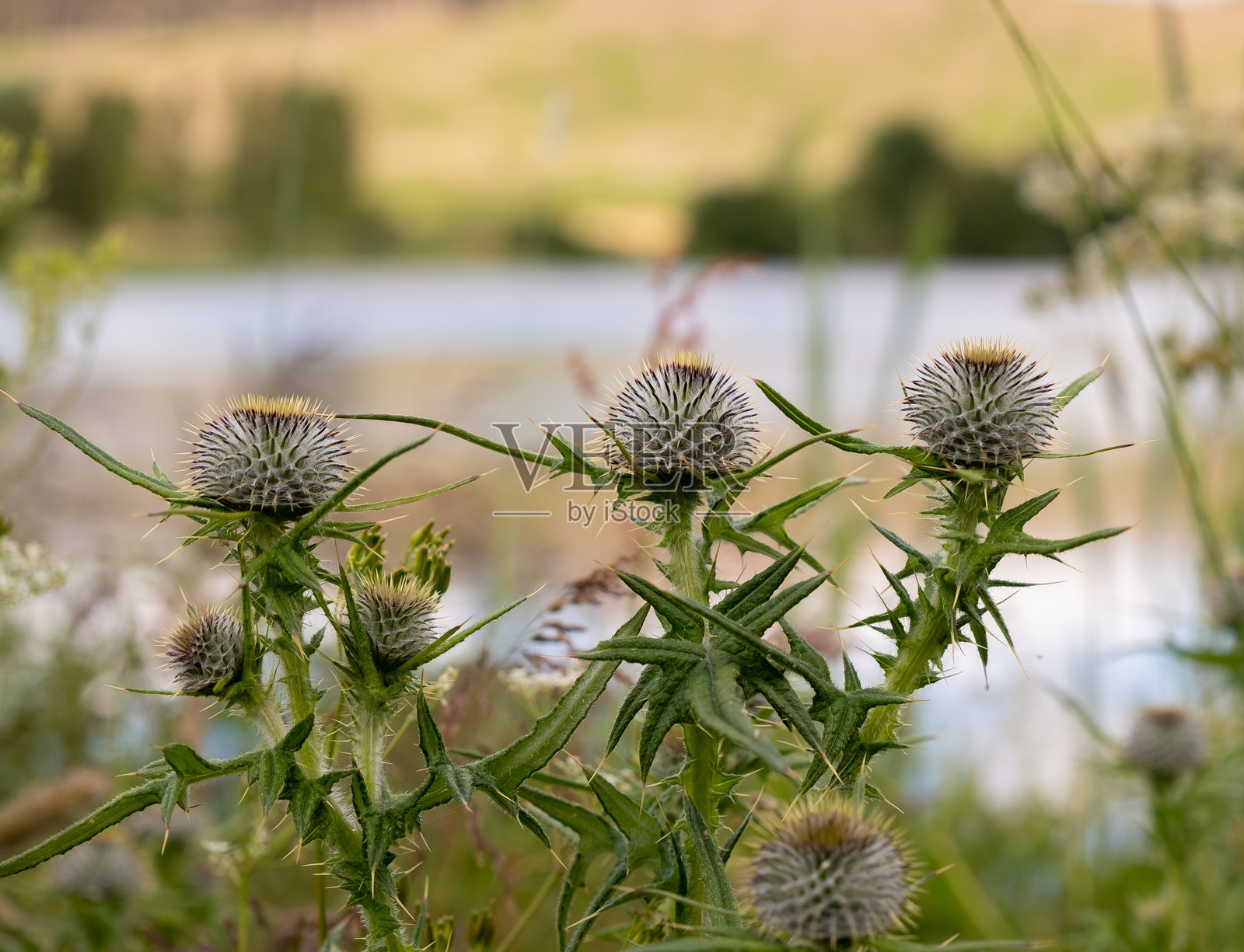 蓟的特写镜头照片摄影图片