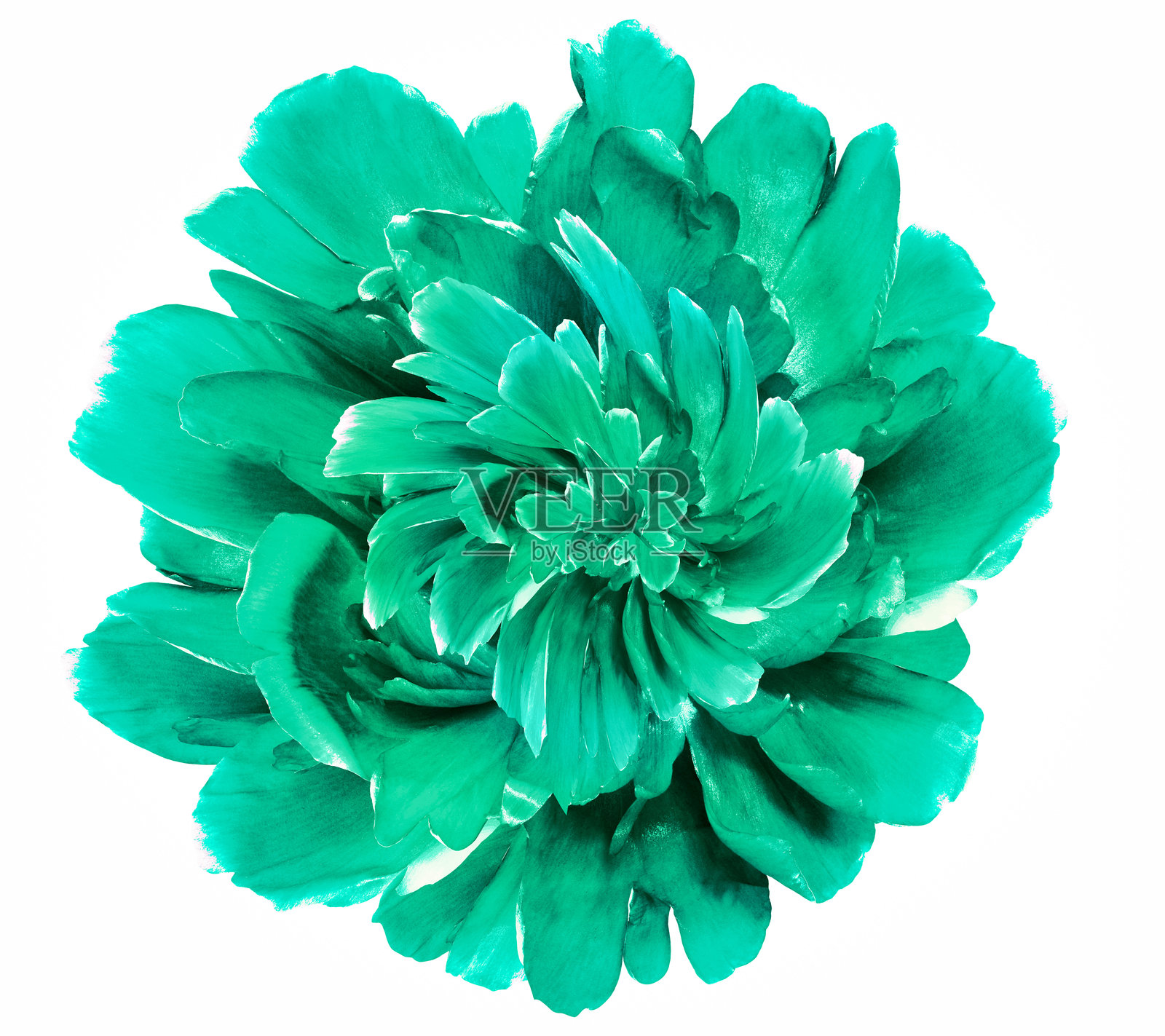 绿色牡丹花在白色背景上，带有抠图路径。特写。用于设计。自然。照片摄影图片