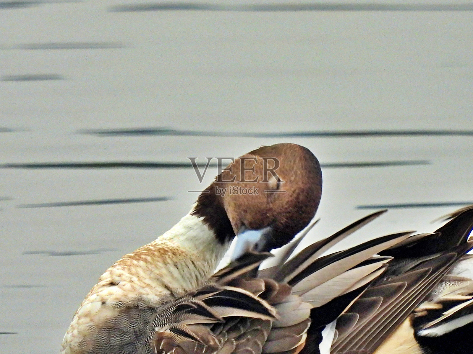 北方针尾鸭（Anas acuta）- 雄性在湖中梳理羽毛照片摄影图片