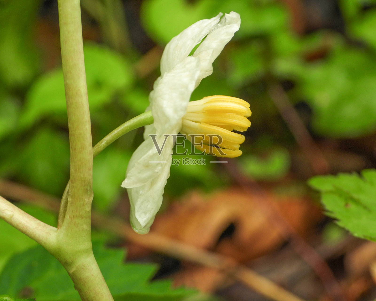伞形花 | 美洲苹果 | 北美原生林春季野花照片摄影图片