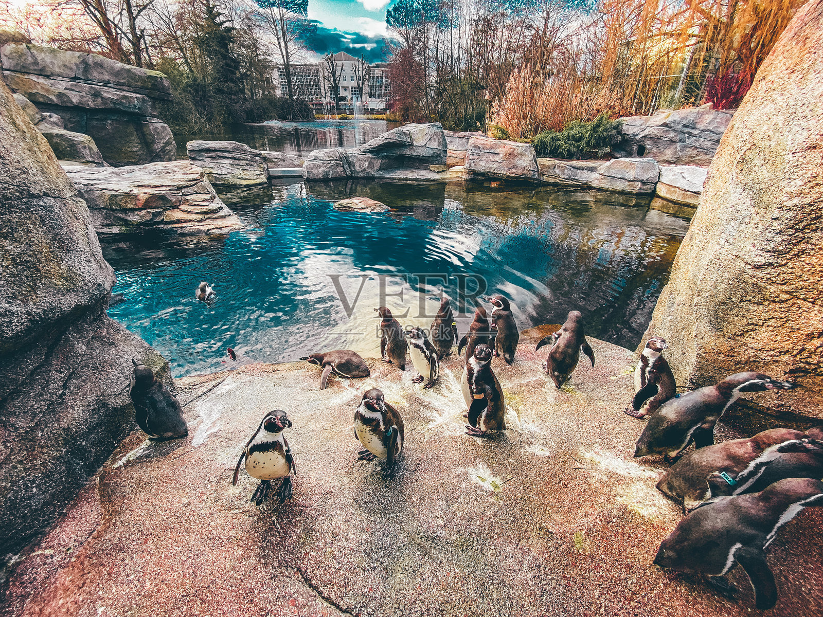 企鹅照片摄影图片